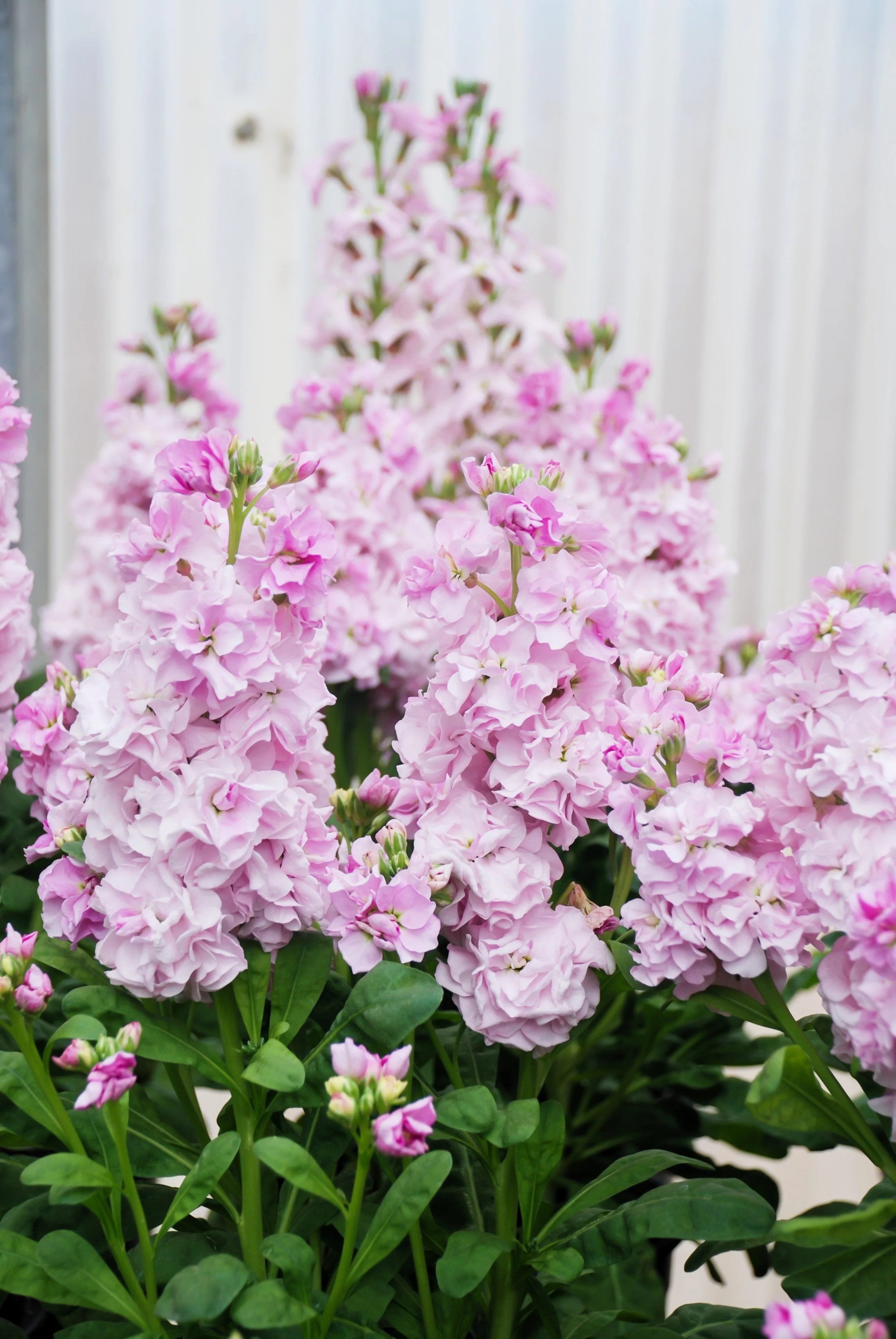 50 MIXED COLORS STOCK Matthiola Incana Ten-Week Gillyflower Blue White Pink Red Purple Seeds - Image 12