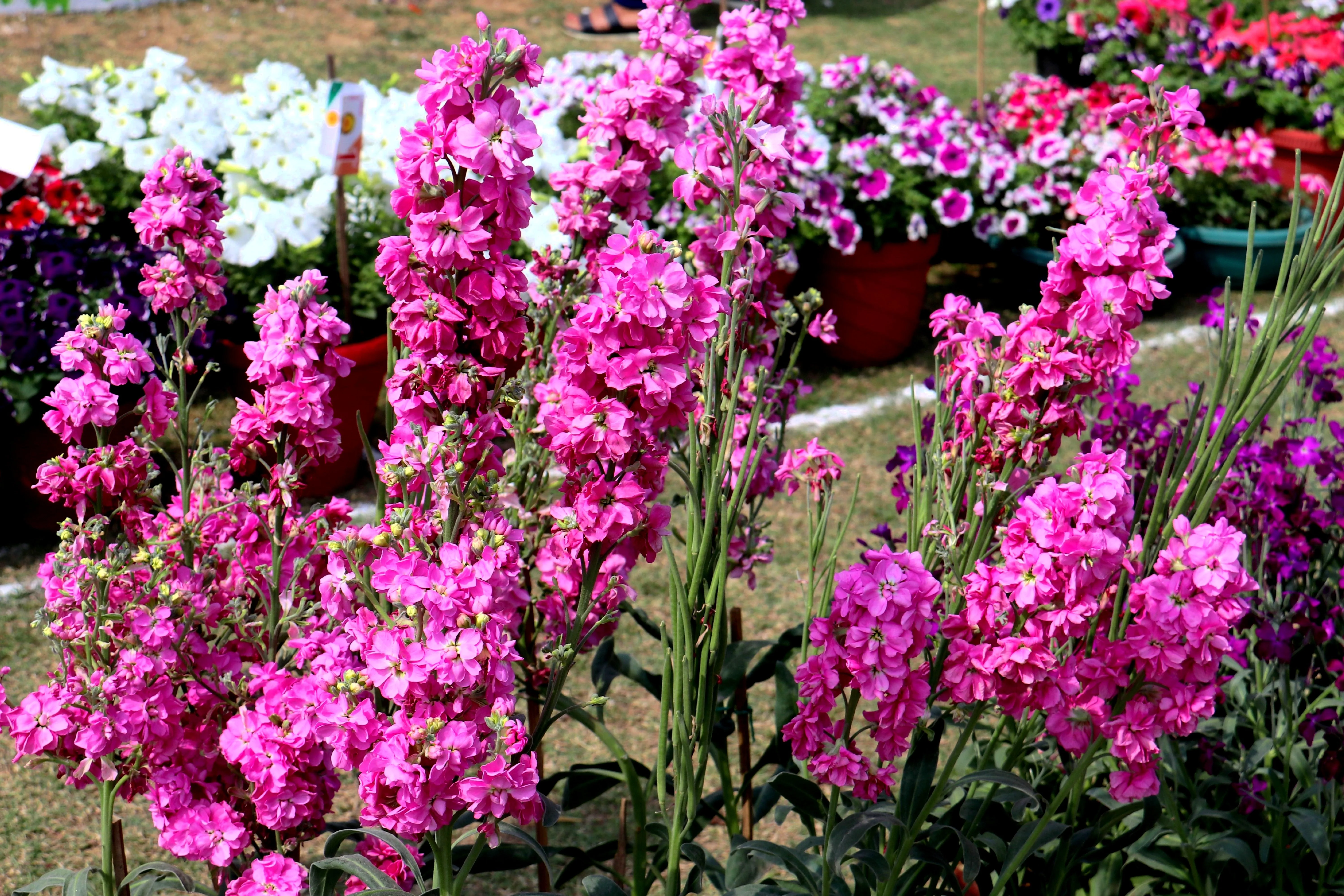 50 MIXED COLORS STOCK Matthiola Incana Ten-Week Gillyflower Blue White Pink Red Purple Seeds - Image 8