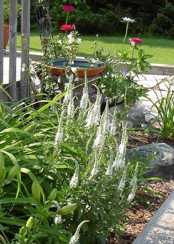 50 Mixed Colors VERONICA SIGHTSEEING MIXTURE (Spike Speedwell) Veronica Spicata Flower Seeds - Image 3