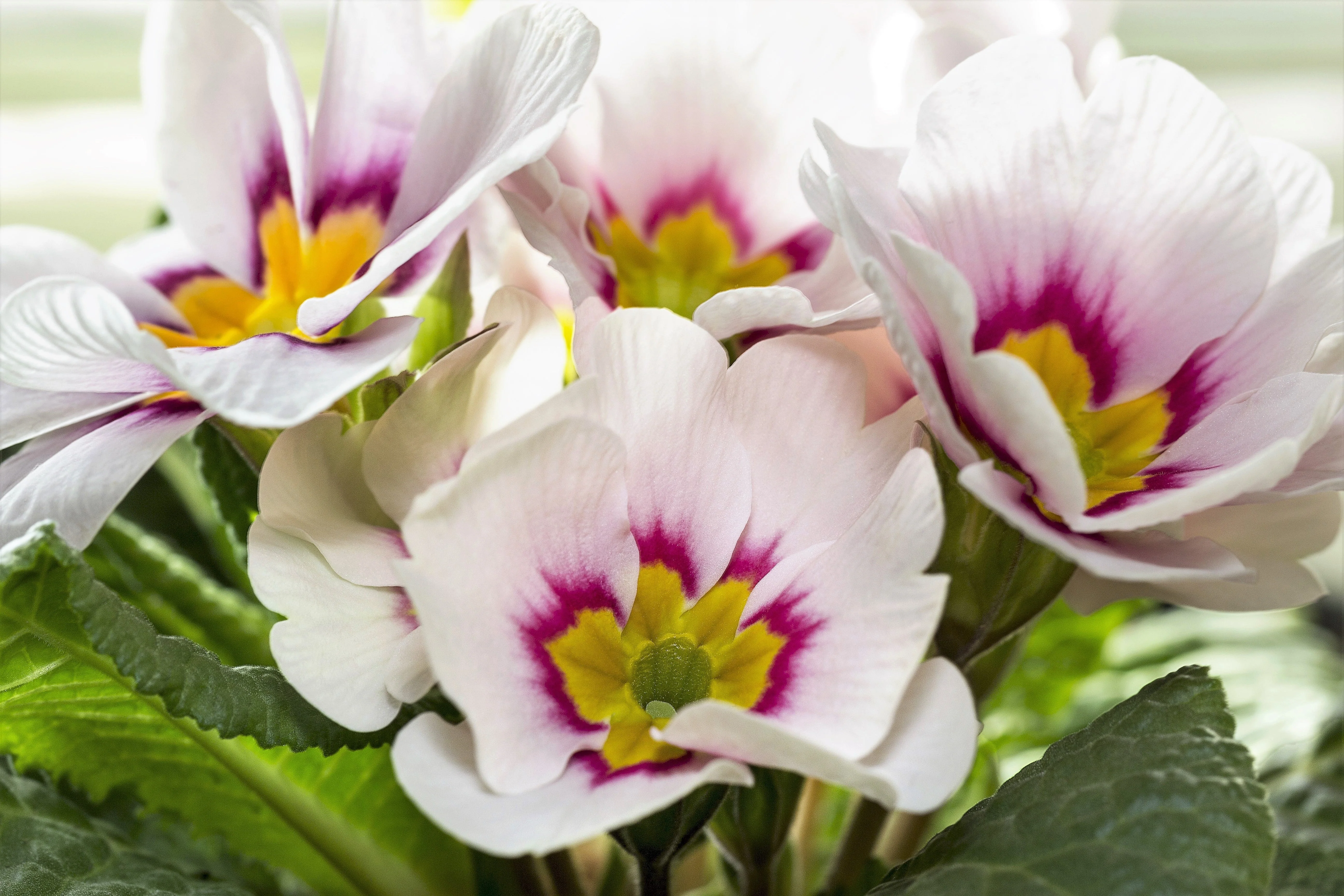 50 MIXED ENGLISH PRIMROSE Primula Vulgaris Acaulis Shade Houseplant Flower Seeds - Image 8