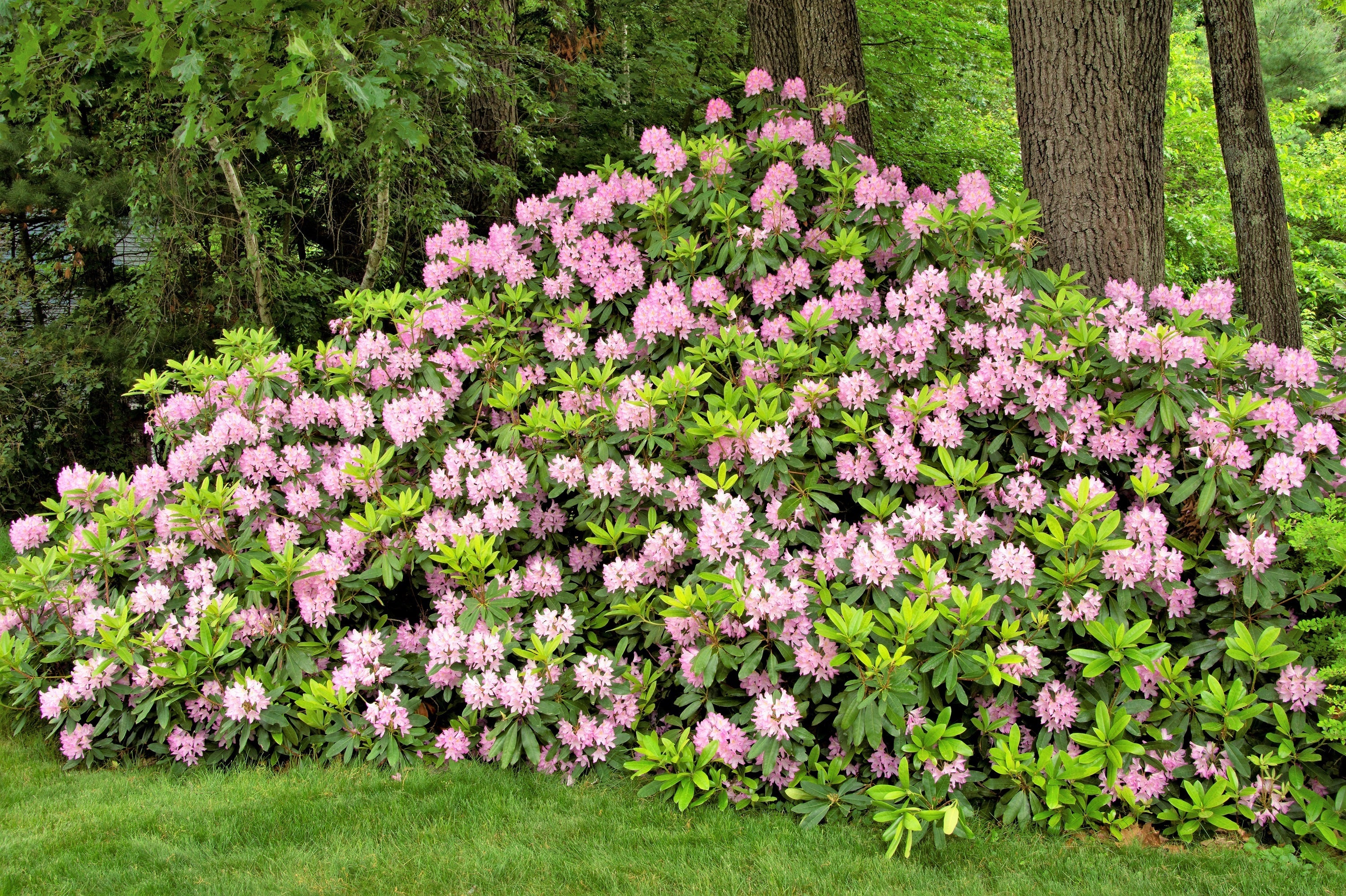 50 MIXED HYBRIDS RHODODENDRON spp. Mixed Colors - Red, Pink, Purple, White, Yellow, Orange Flower Sun or Shade Bush Shrub Seeds - Image 5