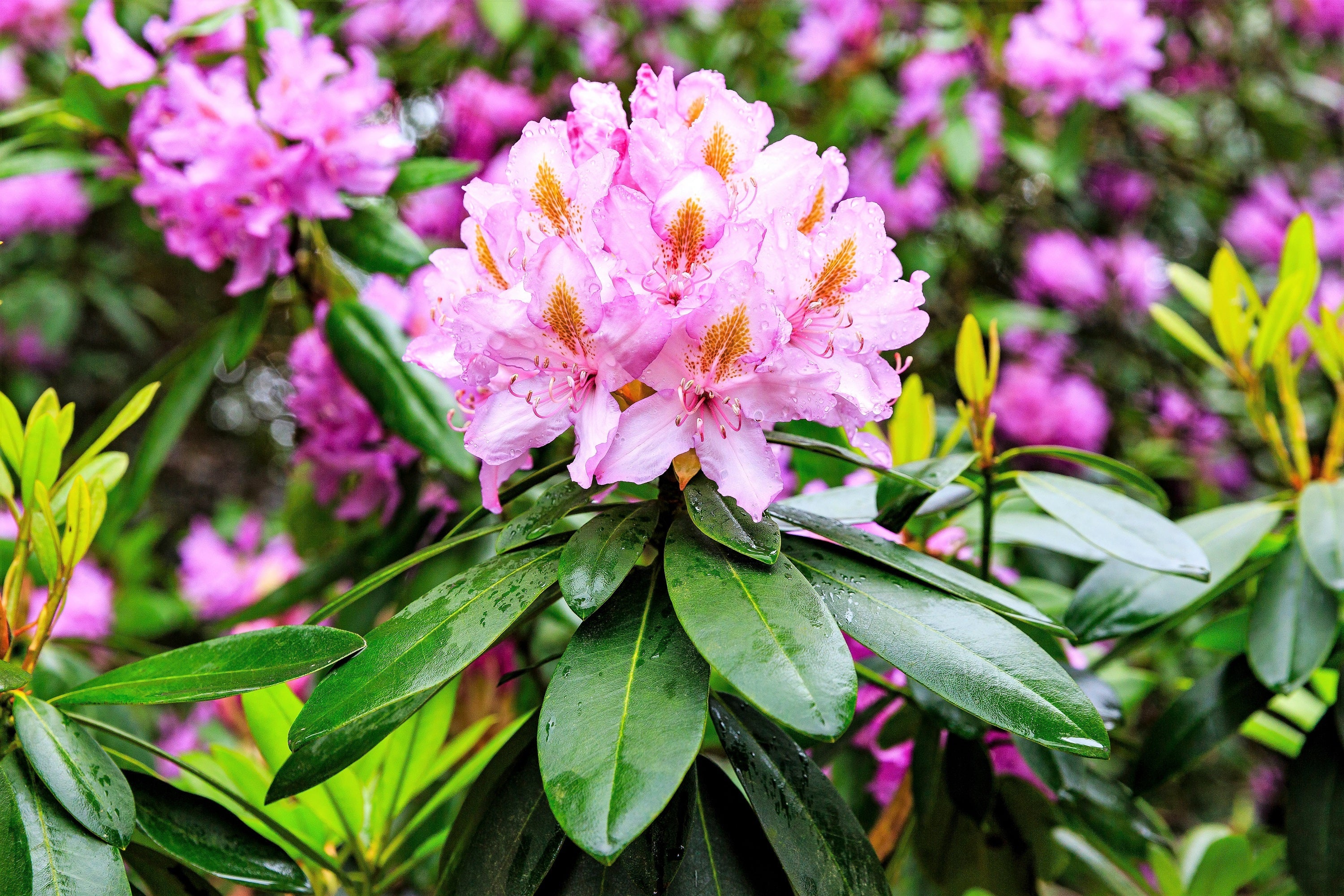 50 MIXED HYBRIDS RHODODENDRON spp. Mixed Colors - Red, Pink, Purple, White, Yellow, Orange Flower Sun or Shade Bush Shrub Seeds - Image 6