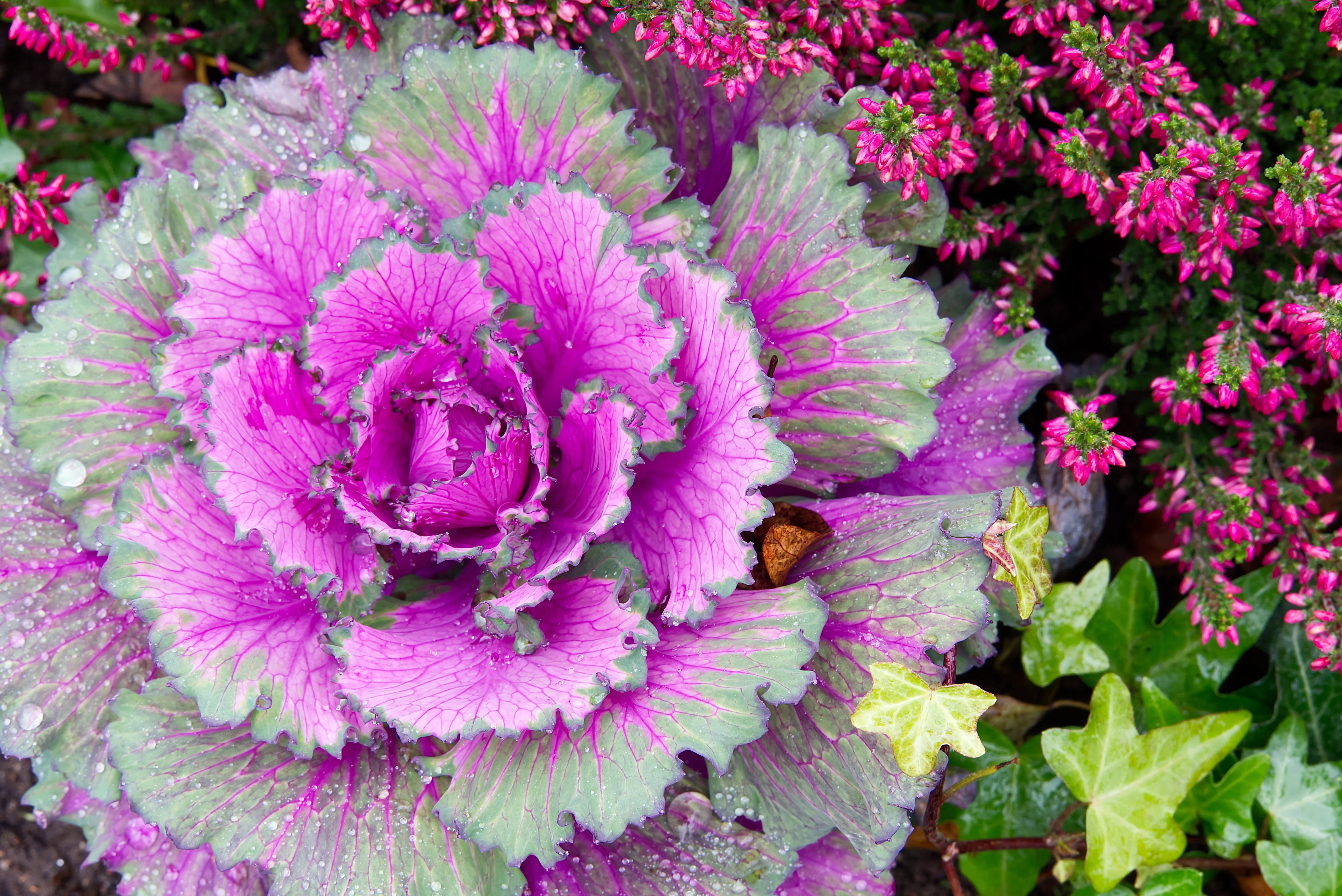 50 MIXED ORNAMENTAL CABBAGE Flowering Cabbage Brassica Oleracea Seeds - Image 13