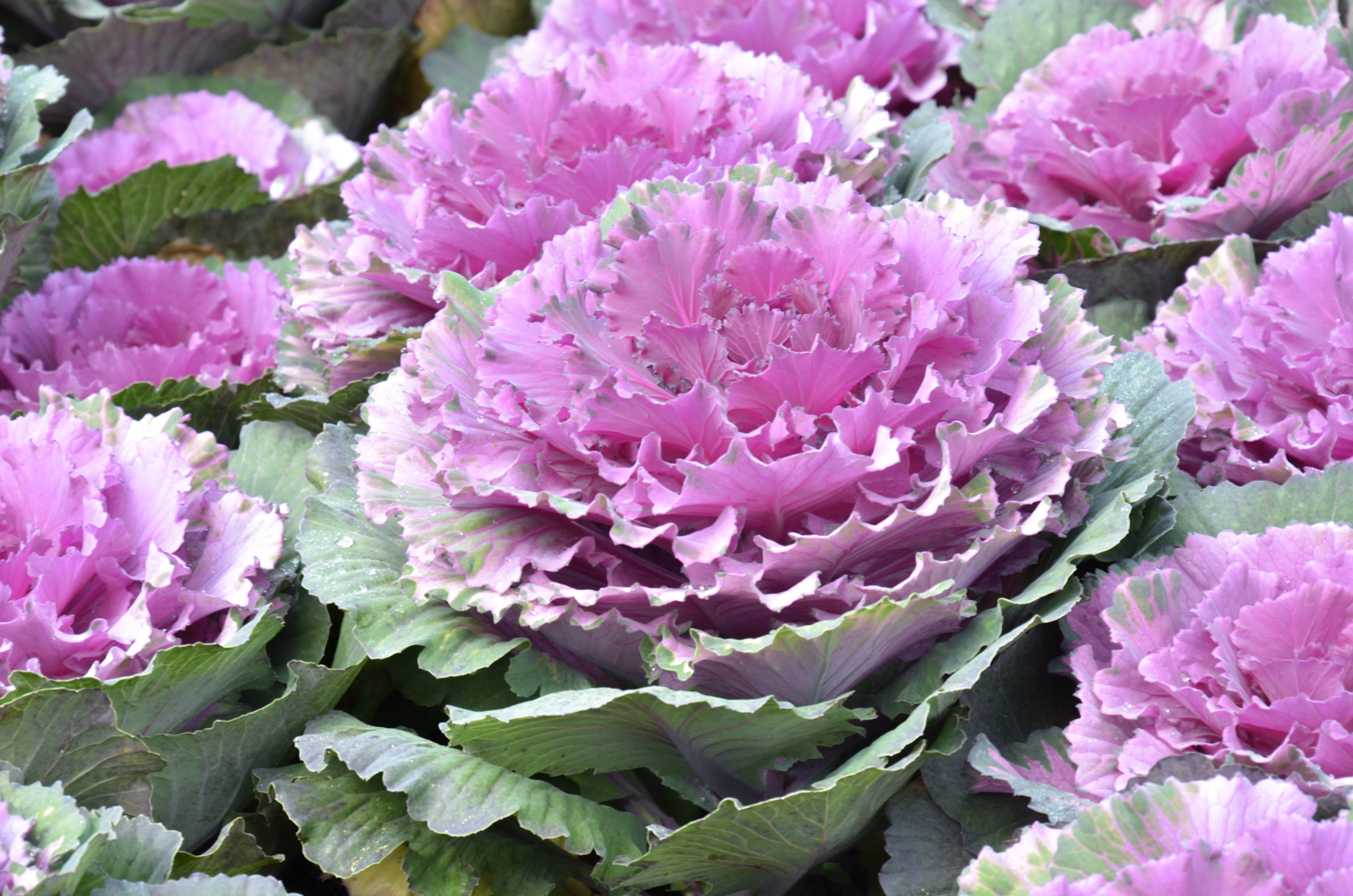 50 MIXED ORNAMENTAL CABBAGE Flowering Cabbage Brassica Oleracea Seeds - Image 2