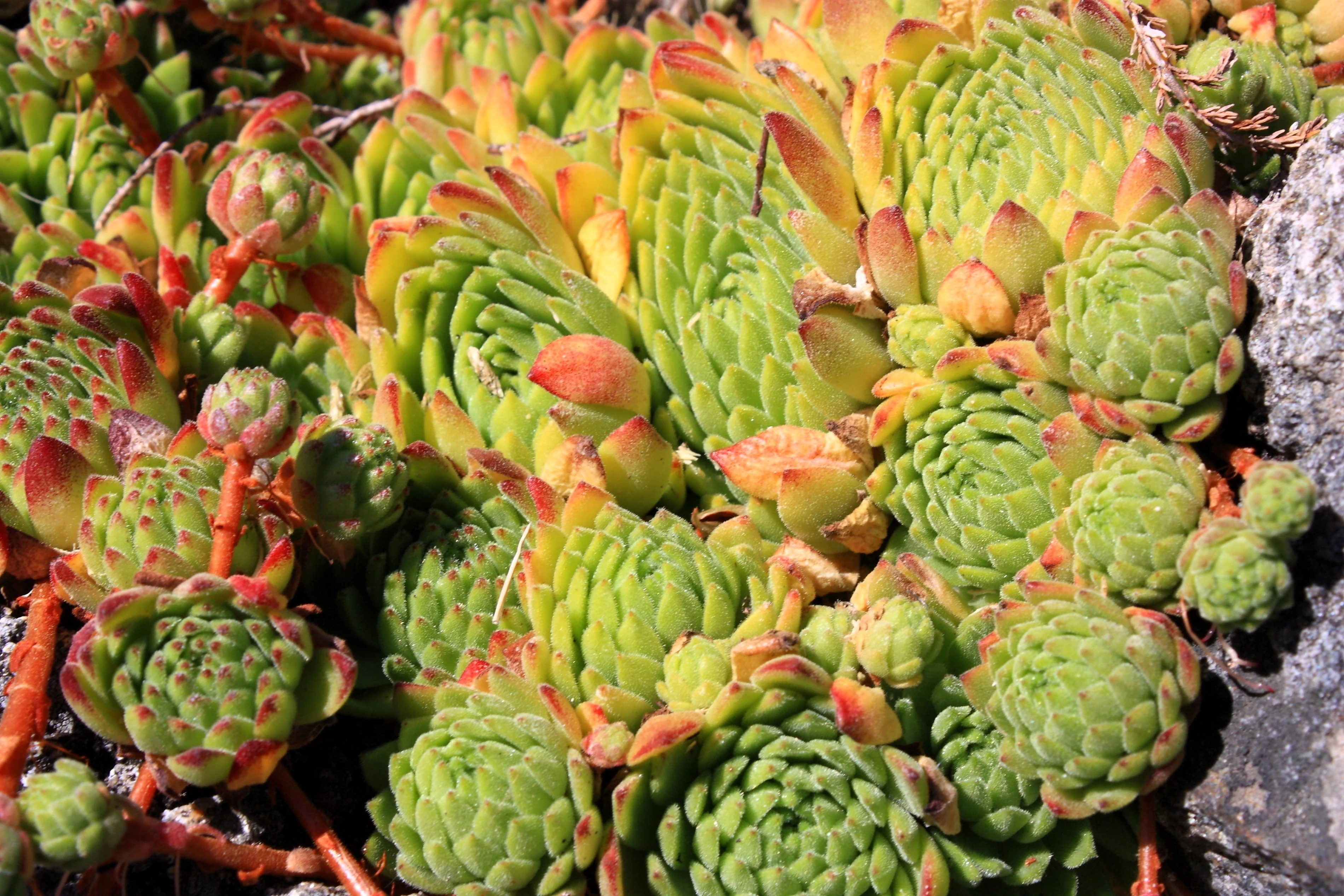 50 MOUNTAIN HOUSELEEK Hens & Chicks Sempervivum Montanum Green Red / Pink Flower Houseplant Seeds - Image 5