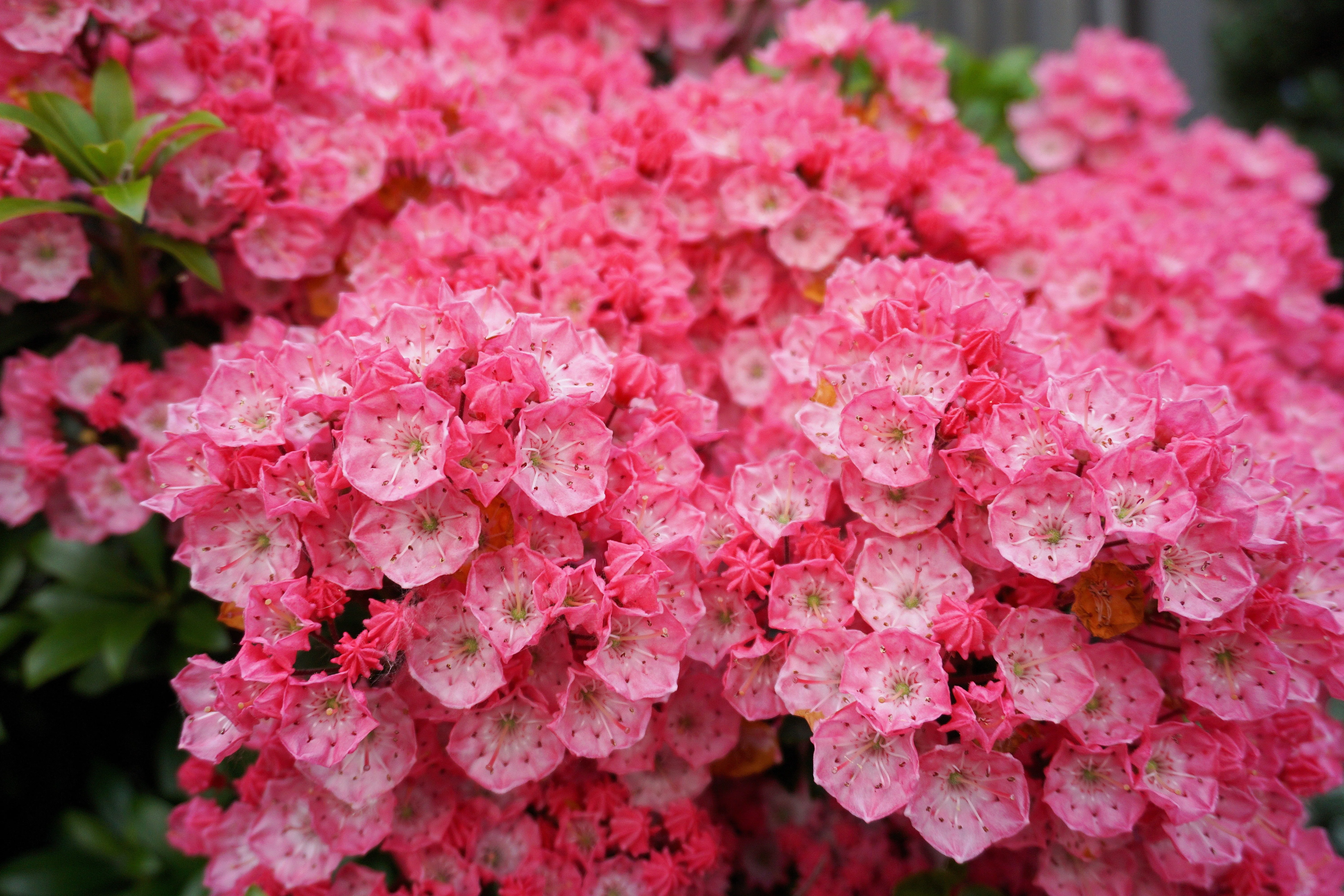 50 MOUNTAIN LAUREL White Pink Red Kalmia Latifolia Shrub Bush Seeds - Image 5