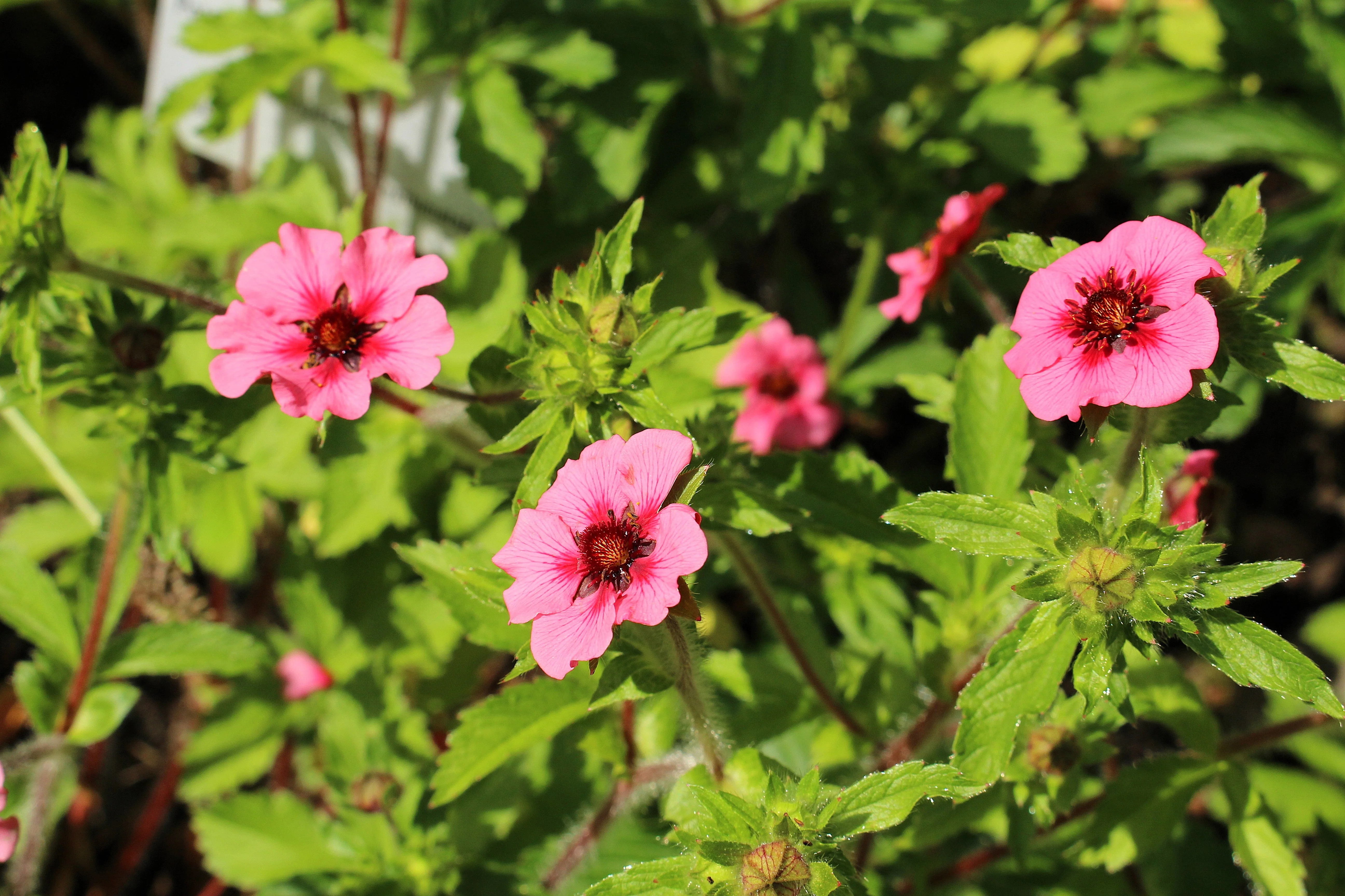 50 NEPAL CINQUEFOIL / POTENTILLA Nepalensis Pink Red Flower Seeds - Image 3