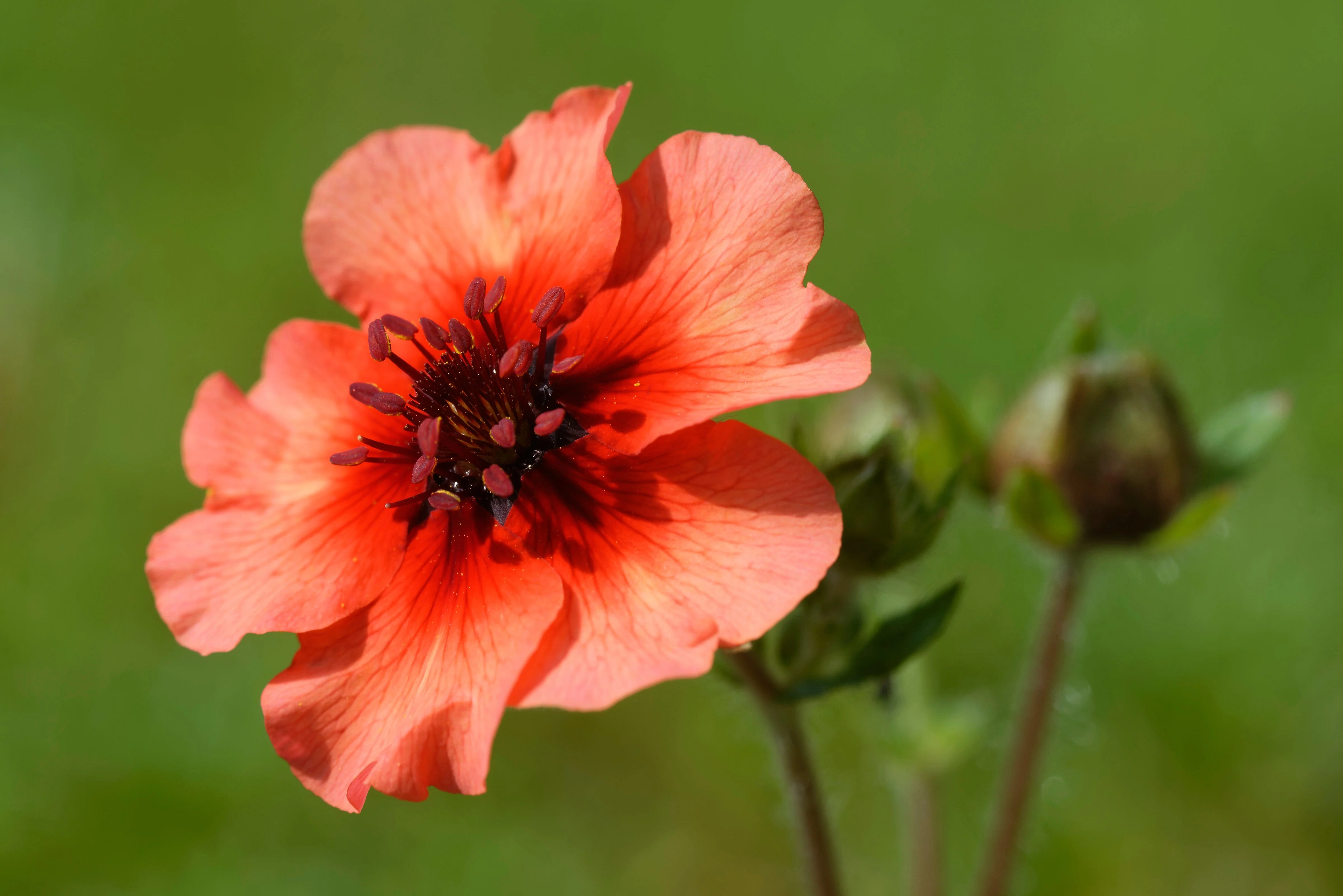 50 NEPAL CINQUEFOIL / POTENTILLA Nepalensis Pink Red Flower Seeds - Image 5