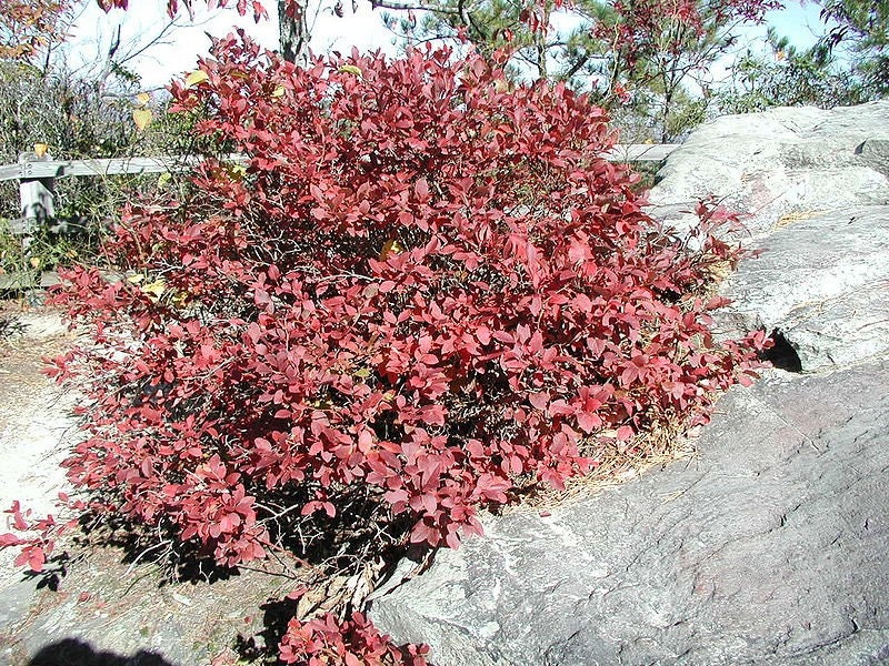 50 Northern HIGHBUSH BLUEBERRY BUSH Vaccinium Fruit Shrub Blue Berry White Flower Seeds - Image 4
