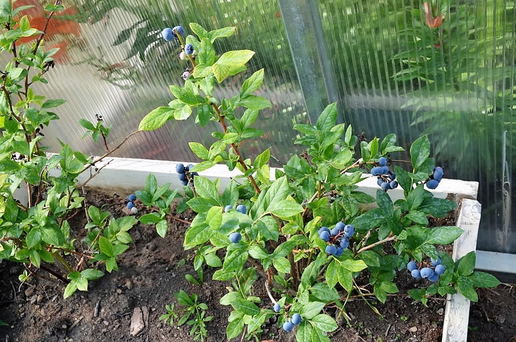50 Northern HIGHBUSH BLUEBERRY BUSH Vaccinium Fruit Shrub Blue Berry White Flower Seeds - Image 8