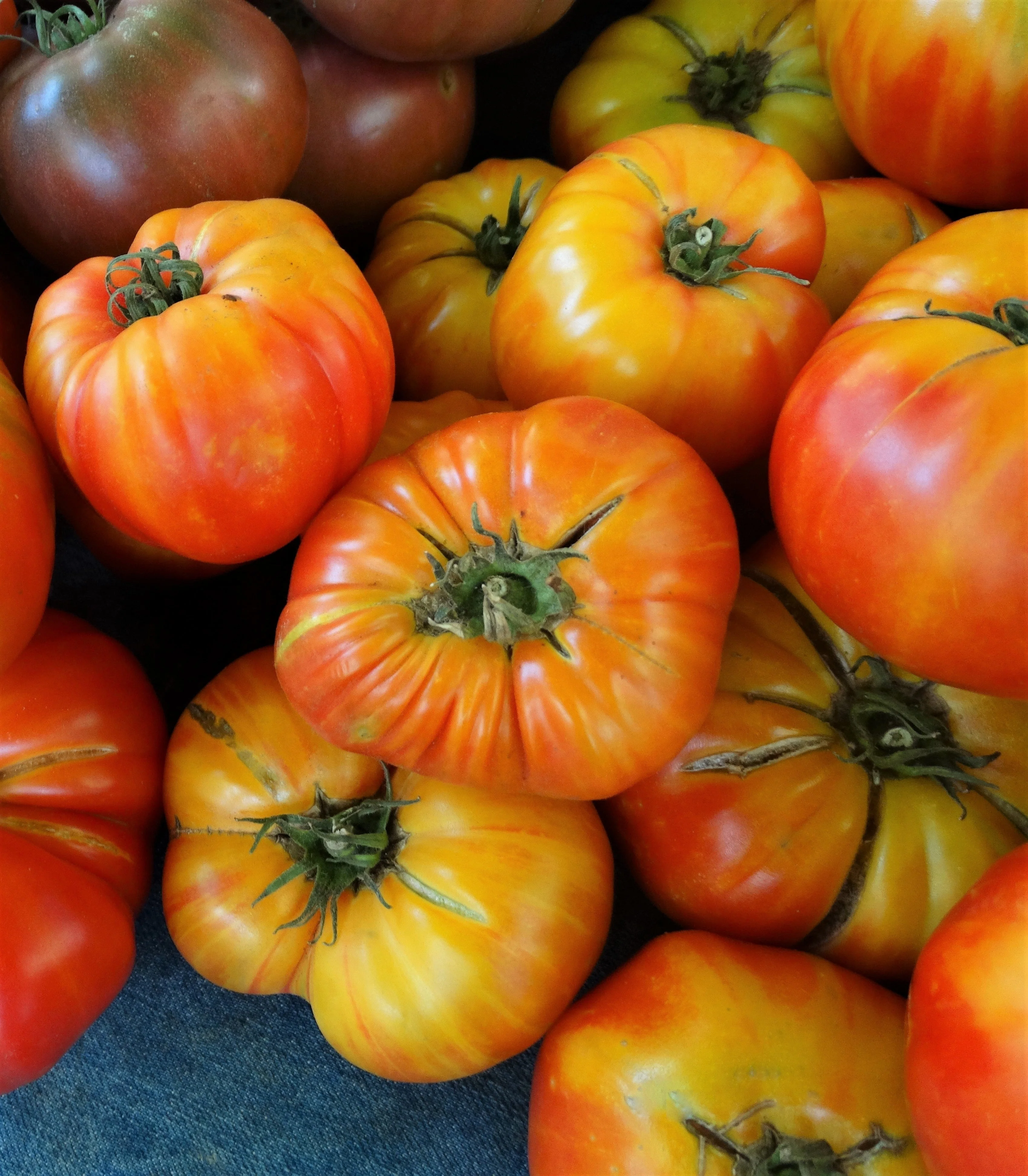50 OAXACAN JEWEL TOMATO Bicolor Golden Yellow Striped Red Mexican Lycopersicon Vegetable Seeds - Image 4