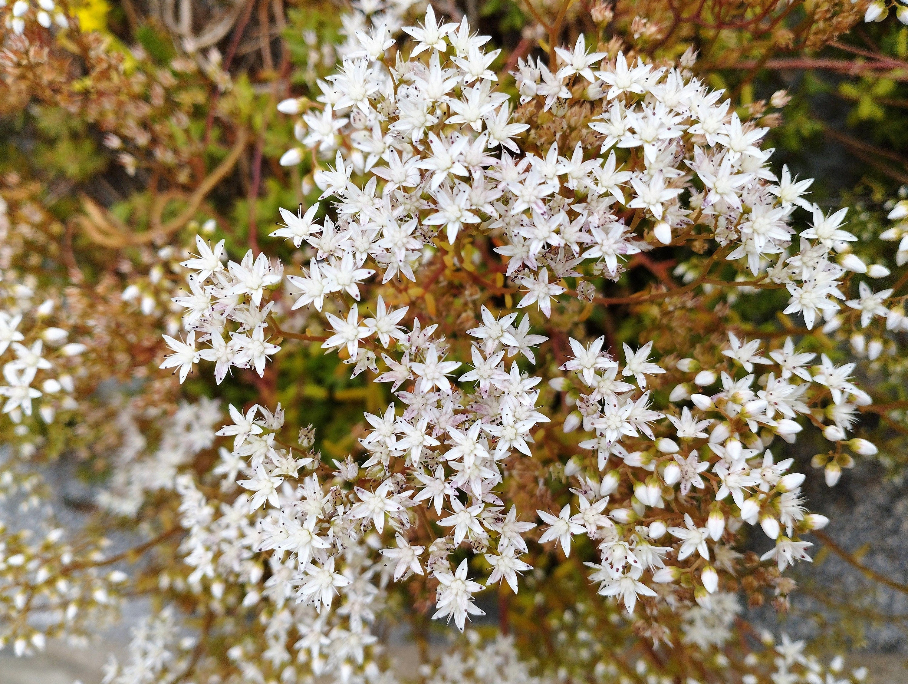 50 OKTOBERFEST SEDUM Acre Gold Moss Stonecrop Succulent Groundcover White Flower Seeds - Image 2