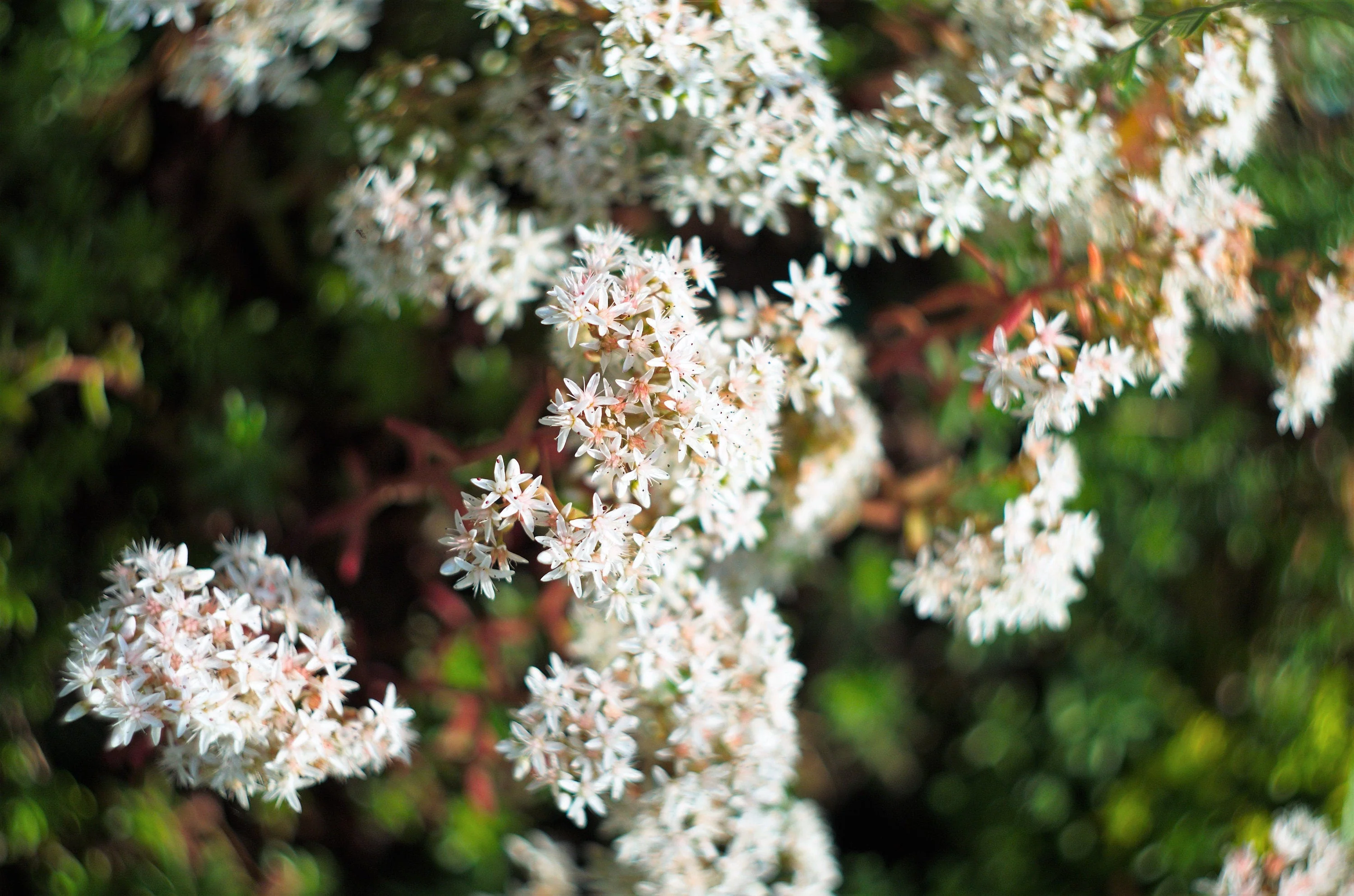 50 OKTOBERFEST SEDUM Acre Gold Moss Stonecrop Succulent Groundcover White Flower Seeds - Image 3