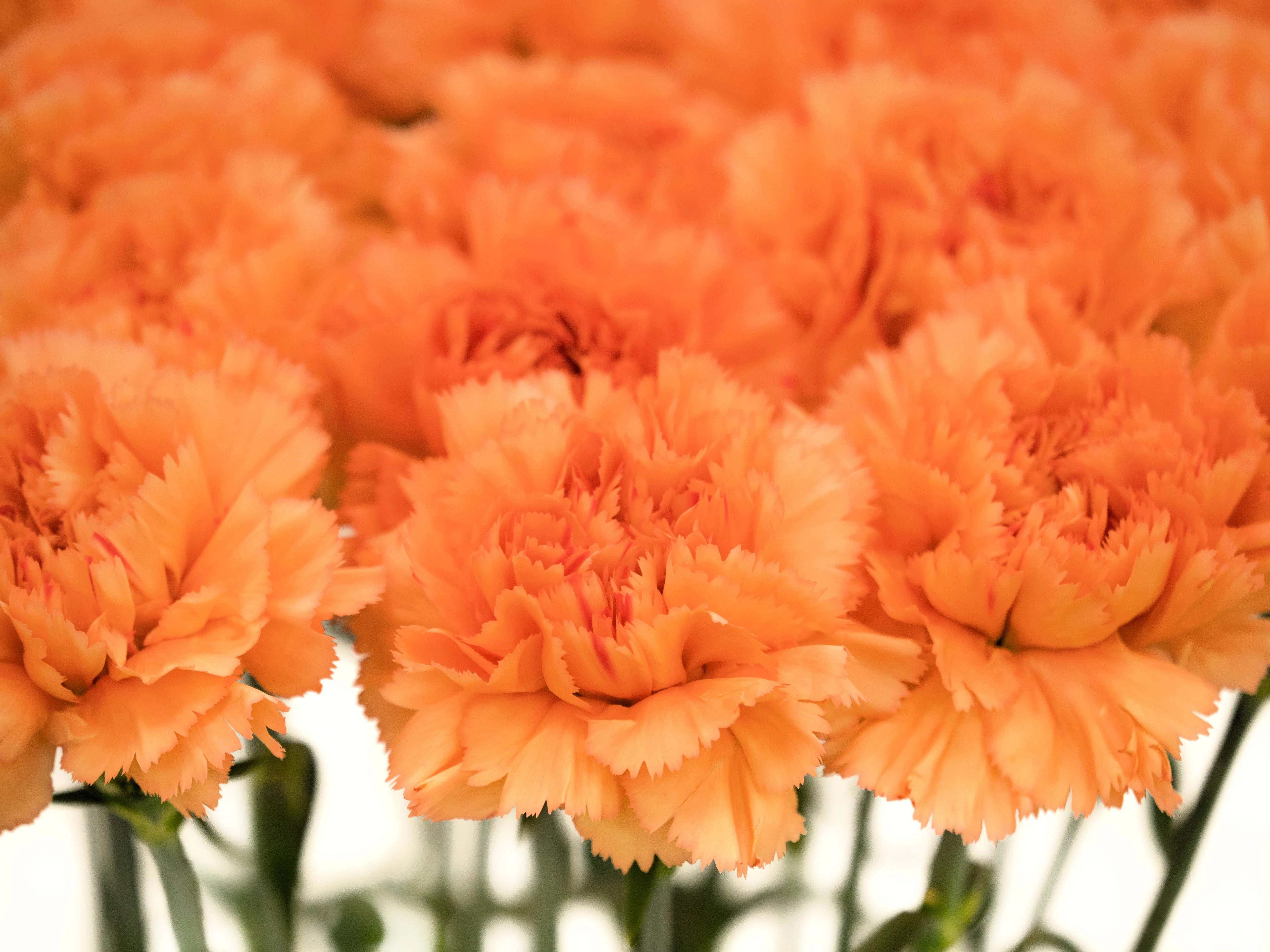 50 ORANGE CARNATION Dianthus Caryophyllus Chabaud Double Flower Seeds - Image 5