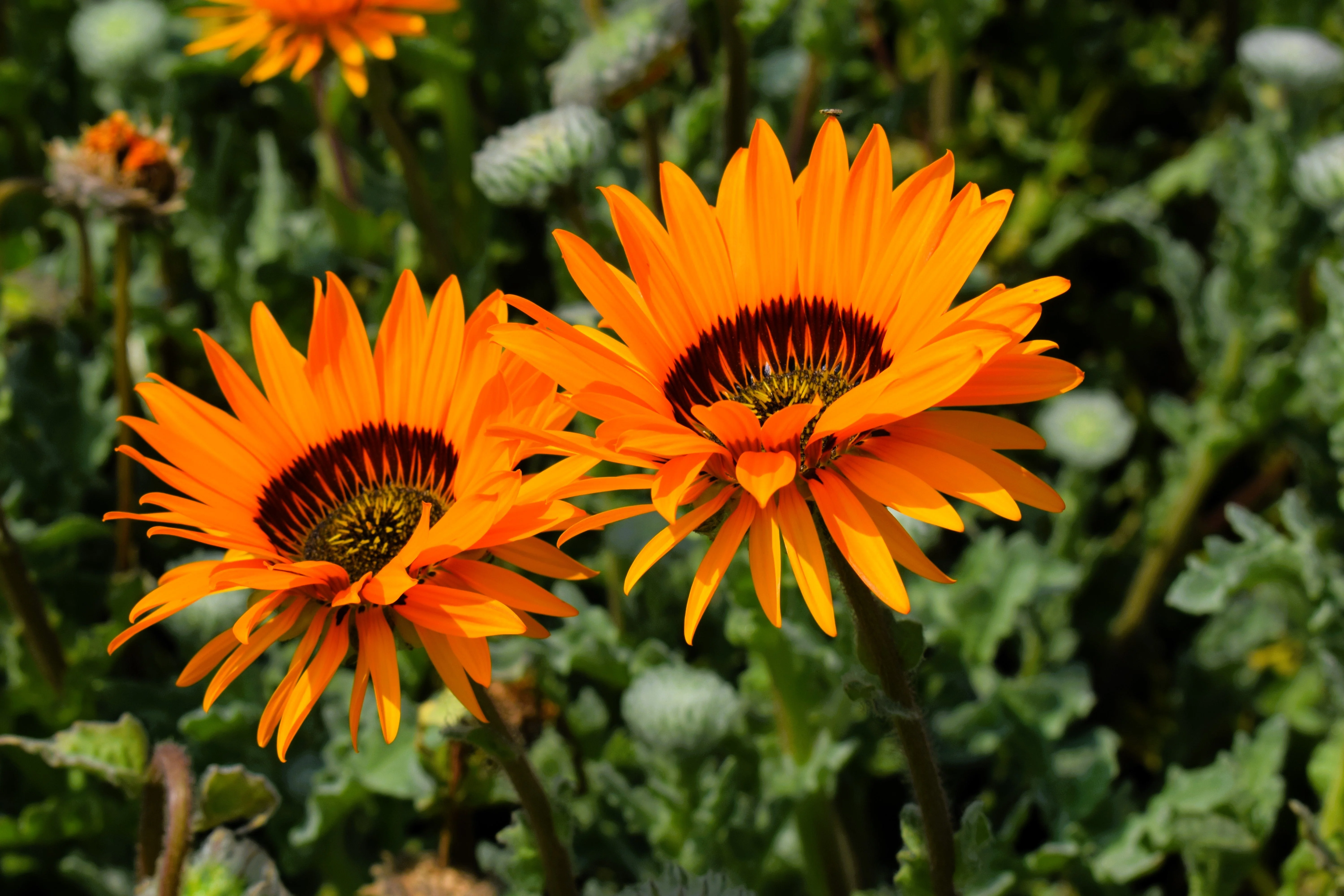 50 ORANGE PRINCE Cape DAISY Monarch of the Veldt Venidium Fastuosum Flower Seeds - Image 3