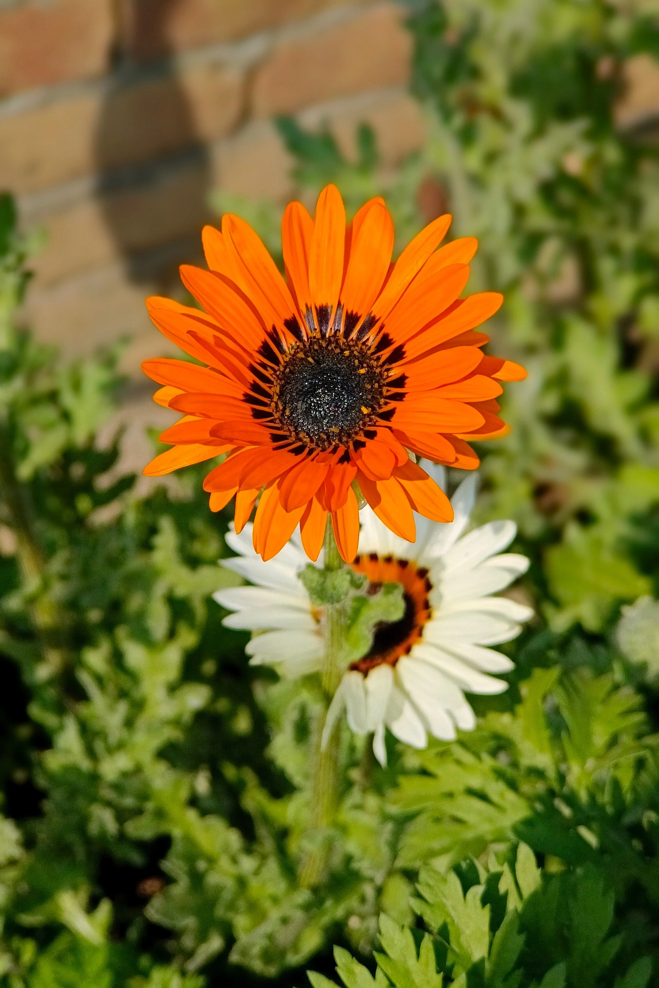 50 ORANGE PRINCE Cape DAISY Monarch of the Veldt Venidium Fastuosum Flower Seeds - Image 7