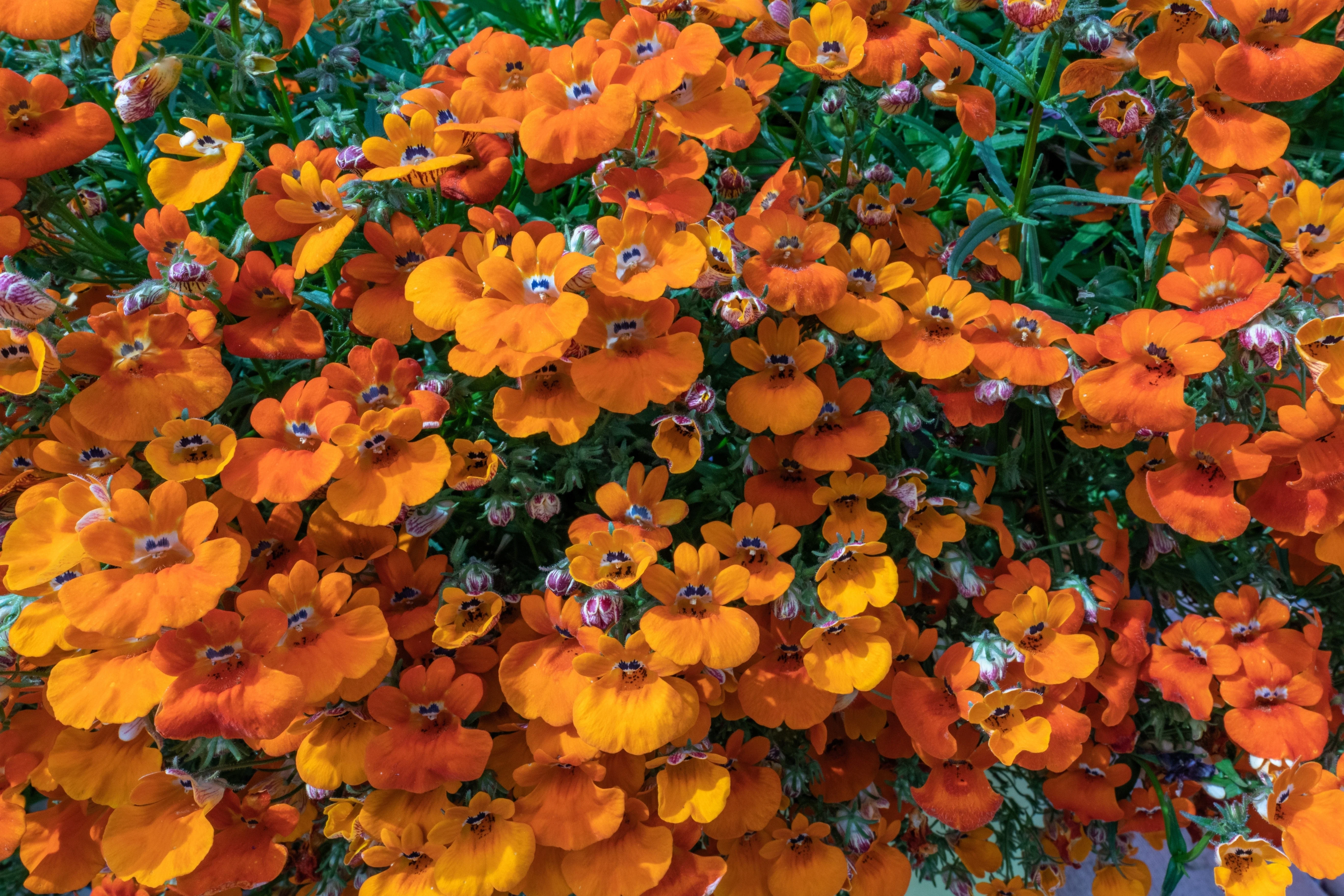 50 ORANGE PRINCE NEMESIA Strumosa Flower Seeds - Image 2