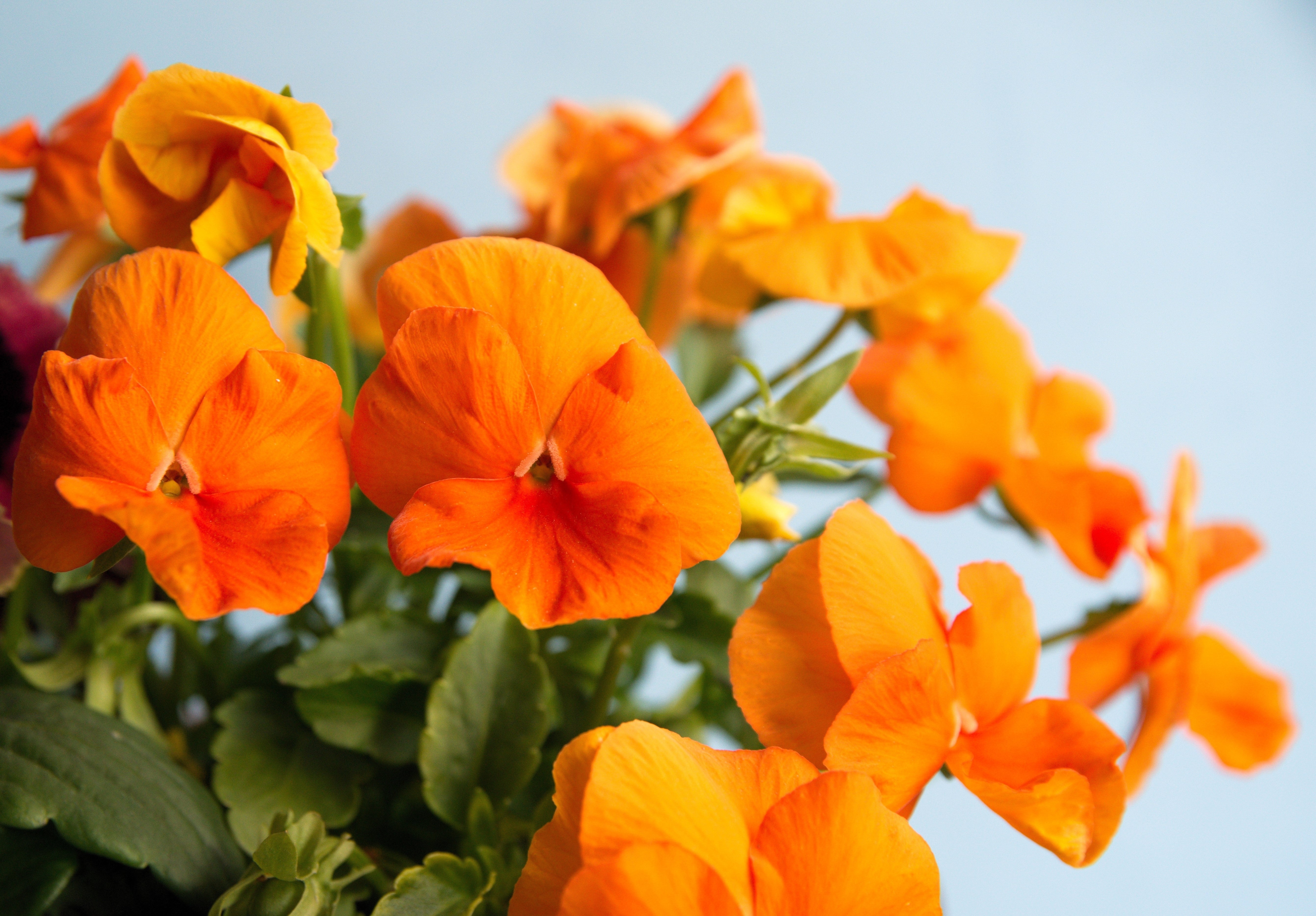 50 ORANGE SUN PANSY Swiss Giant Viola Wittrockiana Flower Seeds - Image 7