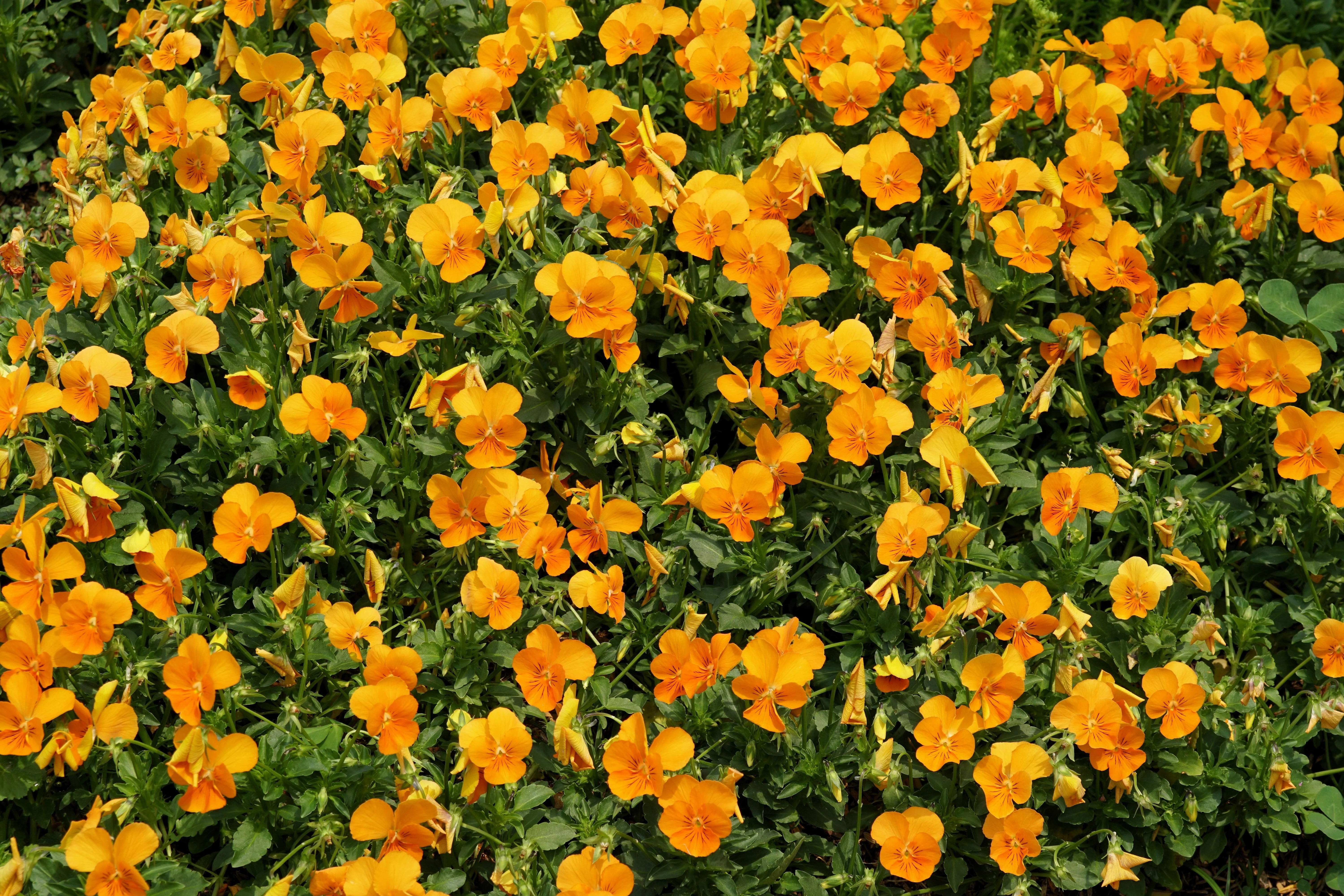 50 ORANGE SUN PANSY Swiss Giant Viola Wittrockiana Flower Seeds - Image 8