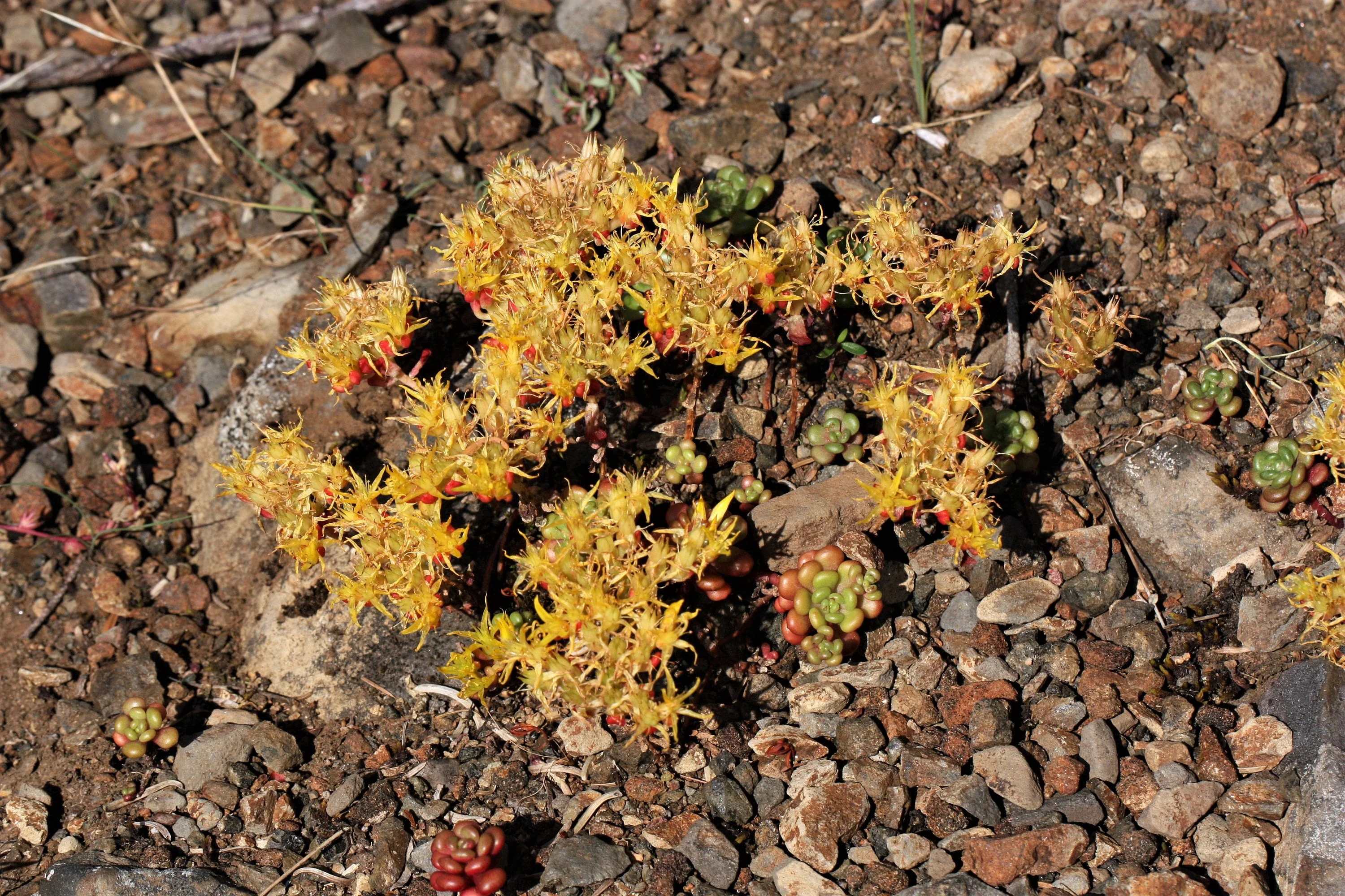 50 OREGON STONECROP Sedum Oreganum - Green Bronze Orange Red Succulent Foliage - Native Yellow Groundcover Flower Seeds - Image 5