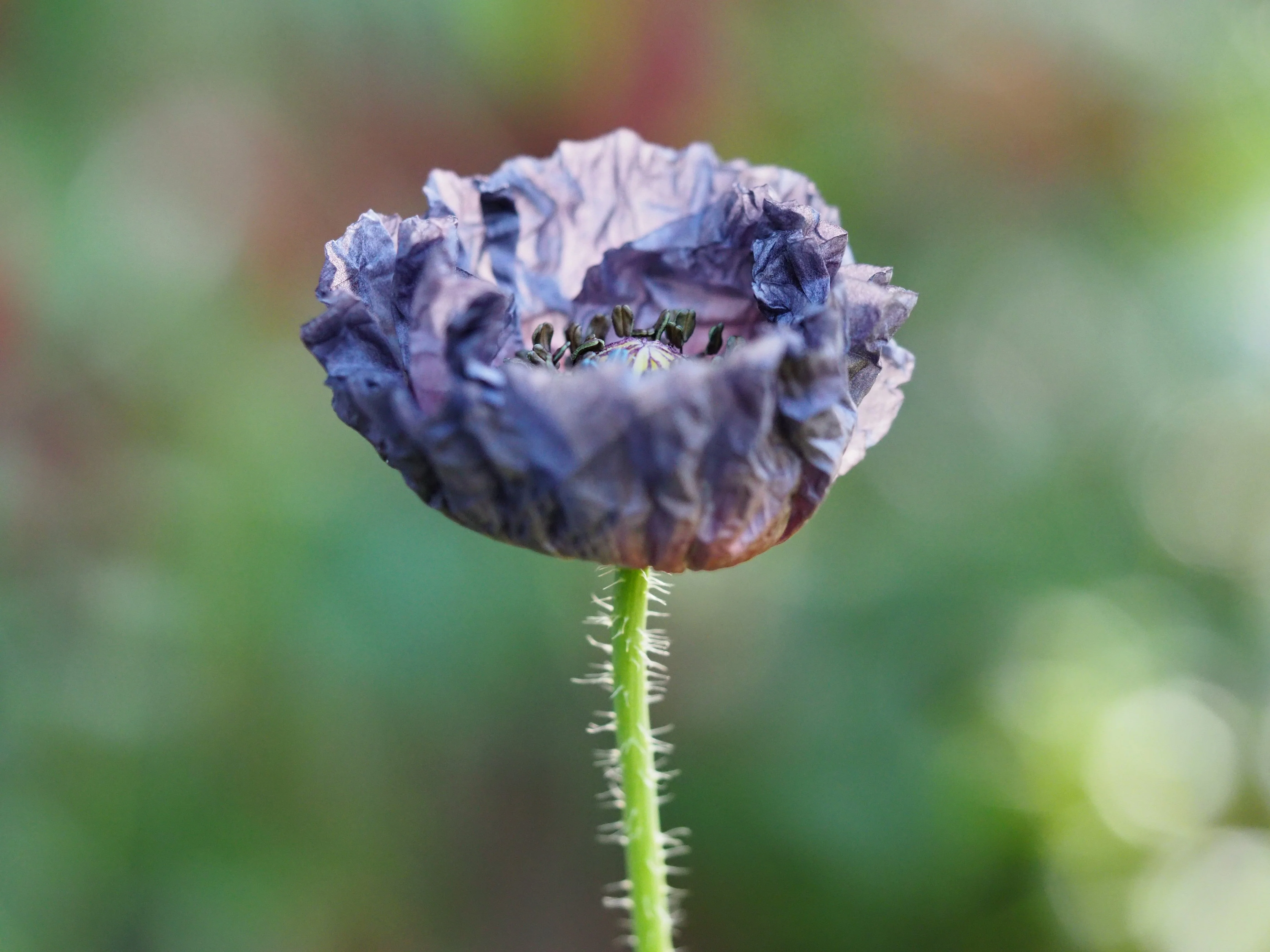 50 Organic AMAZING GREY POPPY Papaver Rhoeas Silvery Gray Flower Seeds - Image 12