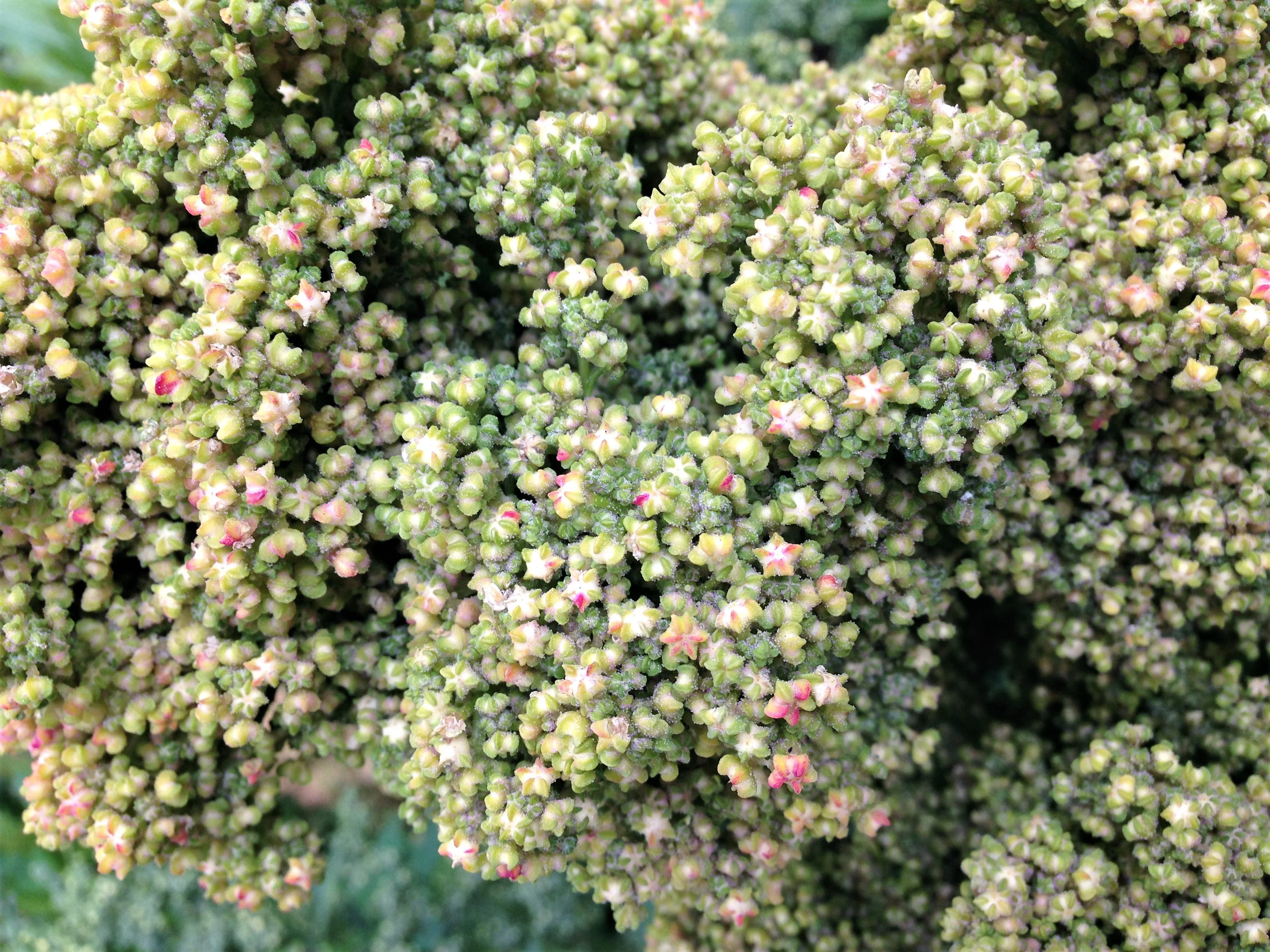 50 Organic MINT VANILLA QUINOA Green & White Chenopodium Vegetable Grain Seeds SuperFood - Image 2