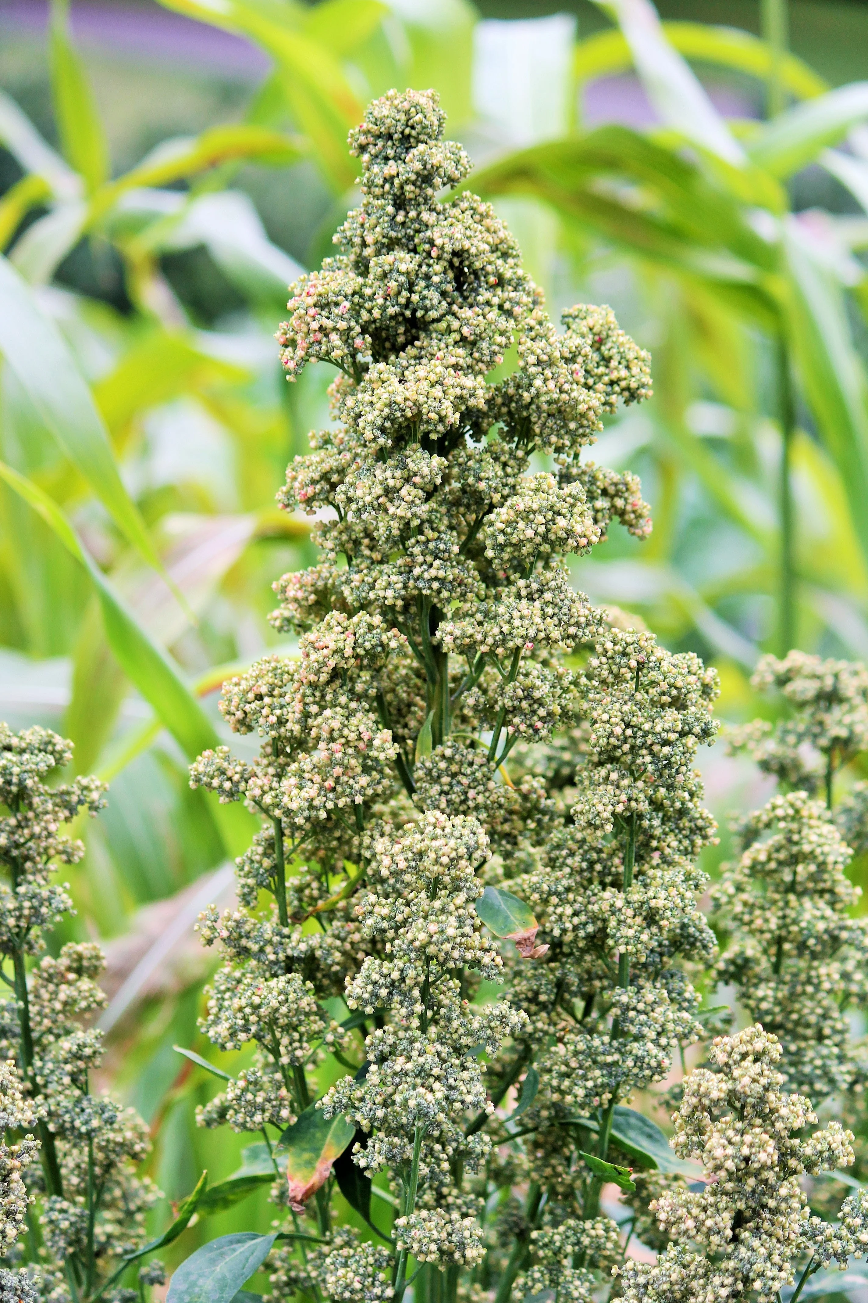 50 Organic MINT VANILLA QUINOA Green & White Chenopodium Vegetable Grain Seeds SuperFood - Image 5