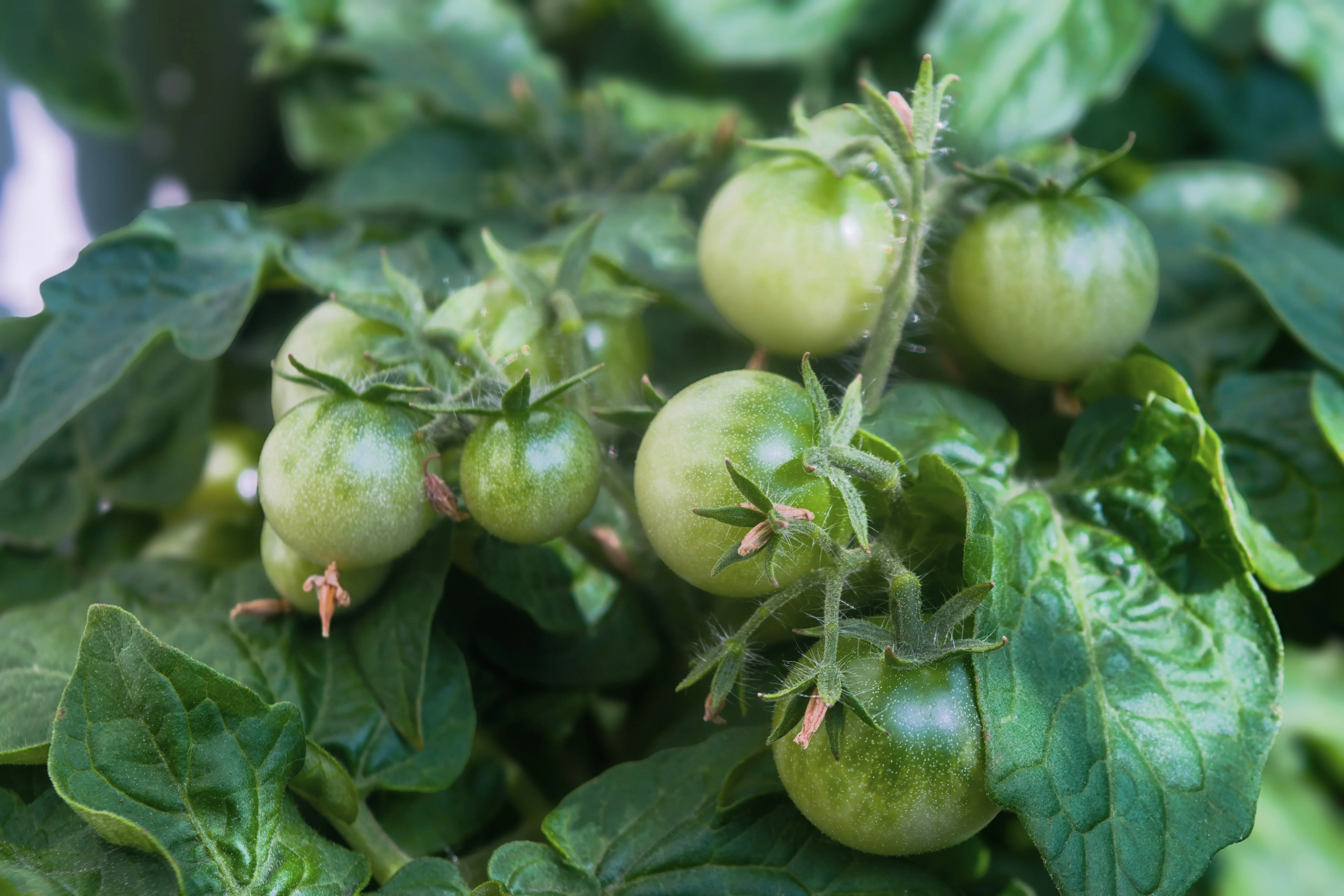 50 Organic SNOW WHITE Cherry TOMATO White Skin Lycopersicon Fruit Vegetable Seeds - Image 2