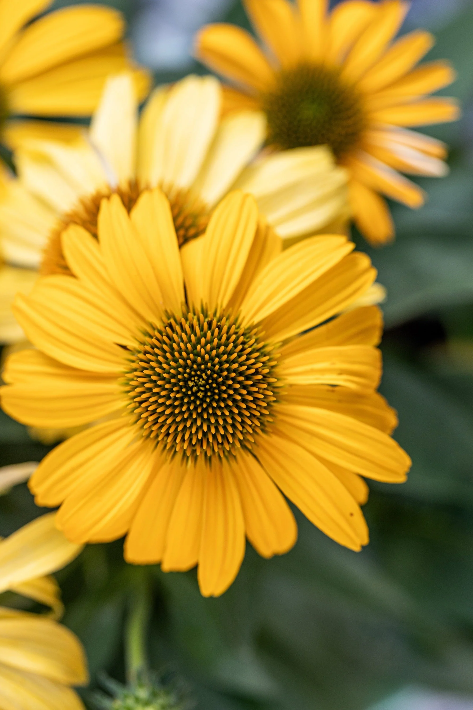 50 OZARK GOLD CONEFLOWER Echinacea Paradoxa Yellow Bush's Coneflower Flower Seeds - Image 7
