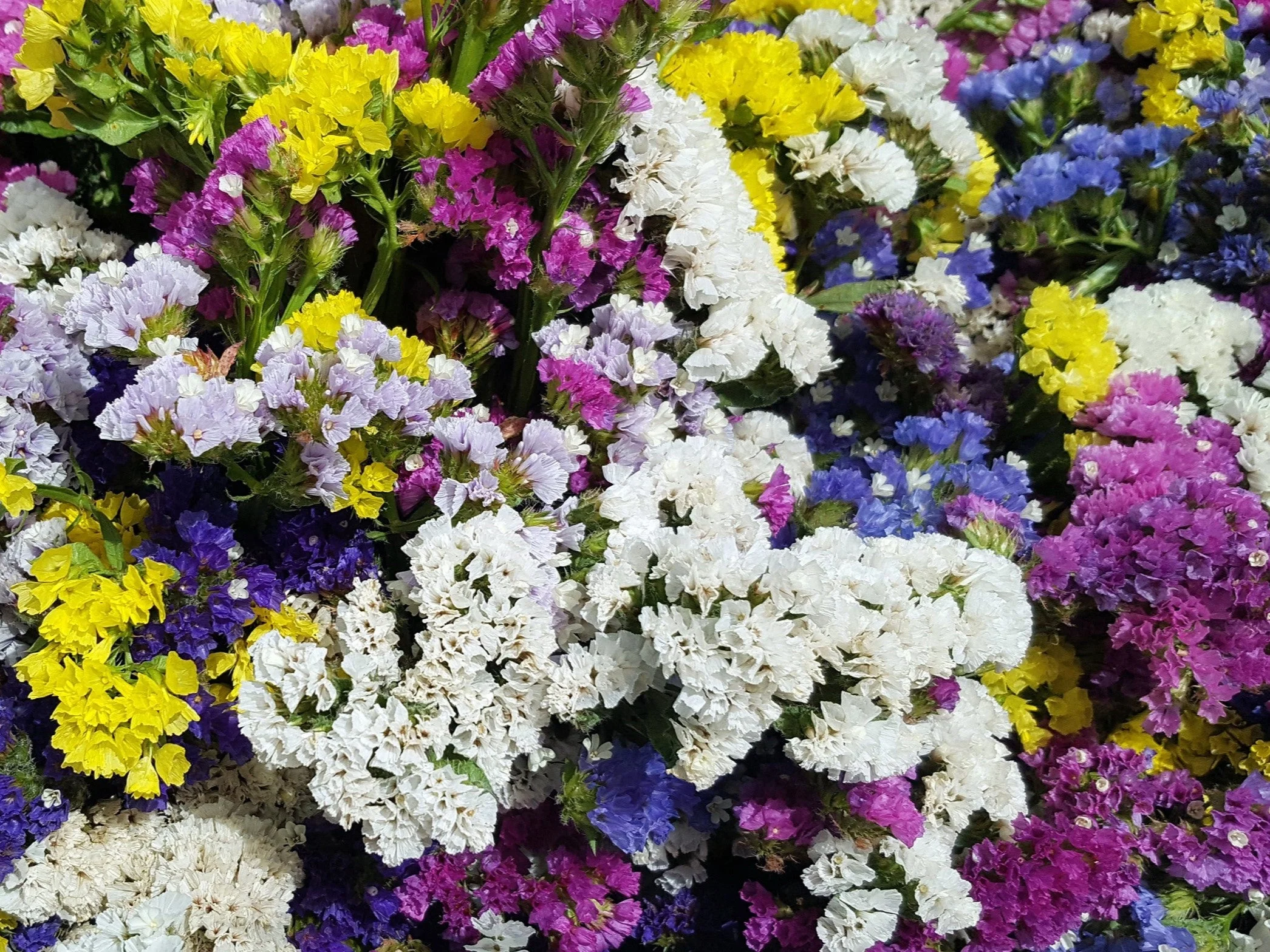 50 Pacific Mix STATICE (Sea Lavender) Mixed Colors Limonium Sinuatum Flower Seeds - Image 3