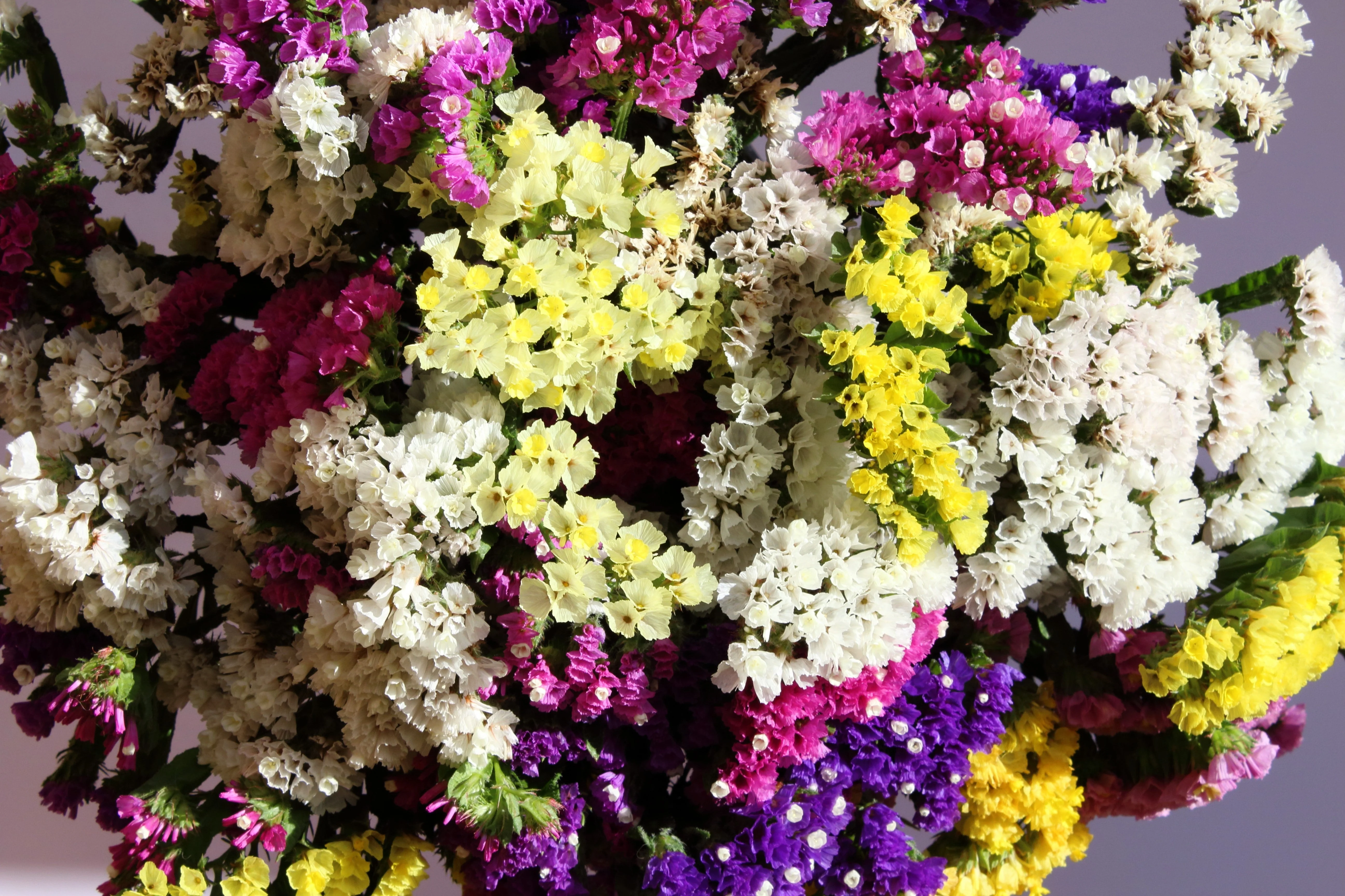 50 Pacific Mix STATICE (Sea Lavender) Mixed Colors Limonium Sinuatum Flower Seeds - Image 5
