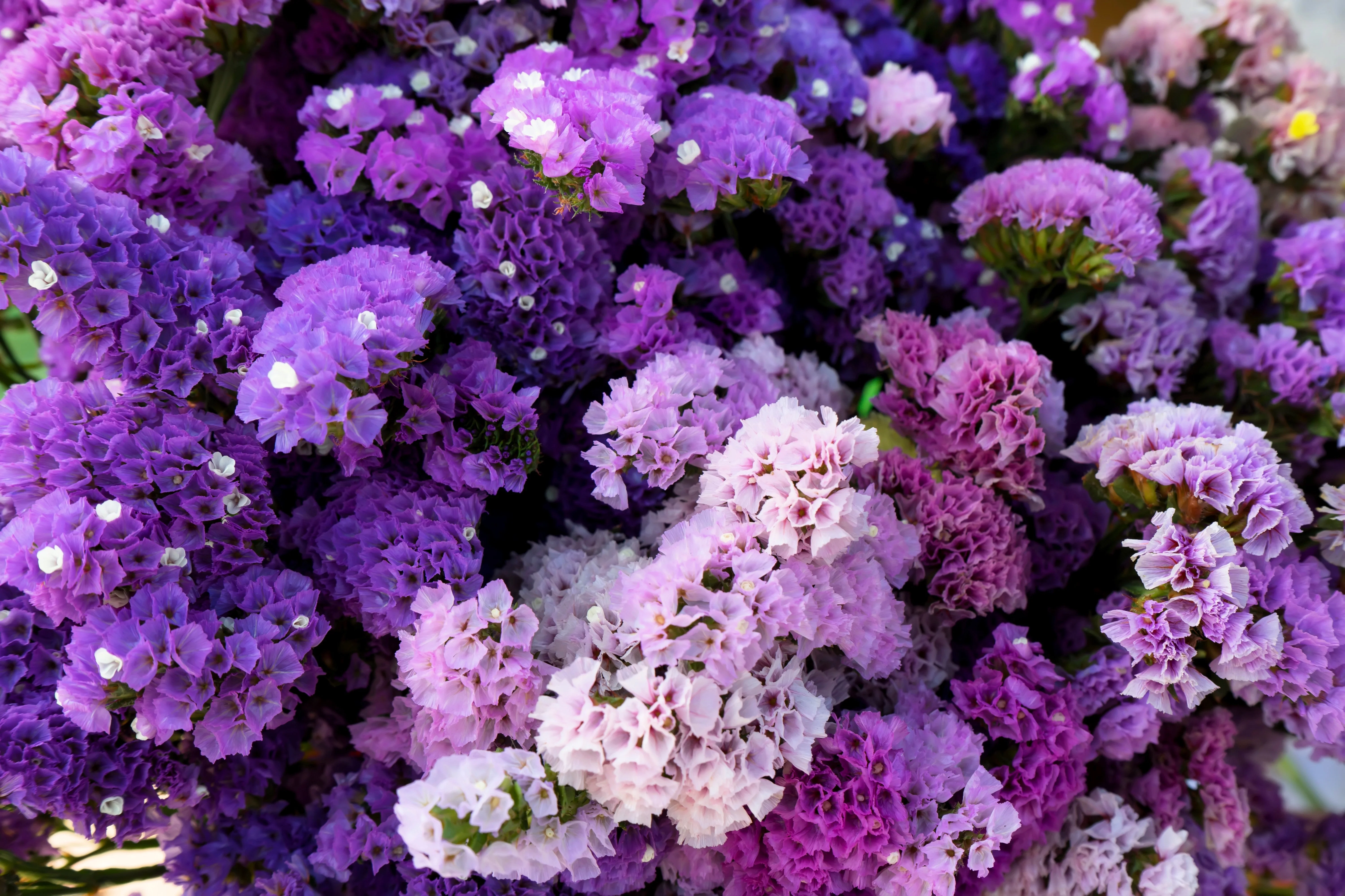 50 Pacific Mix STATICE (Sea Lavender) Mixed Colors Limonium Sinuatum Flower Seeds - Image 7