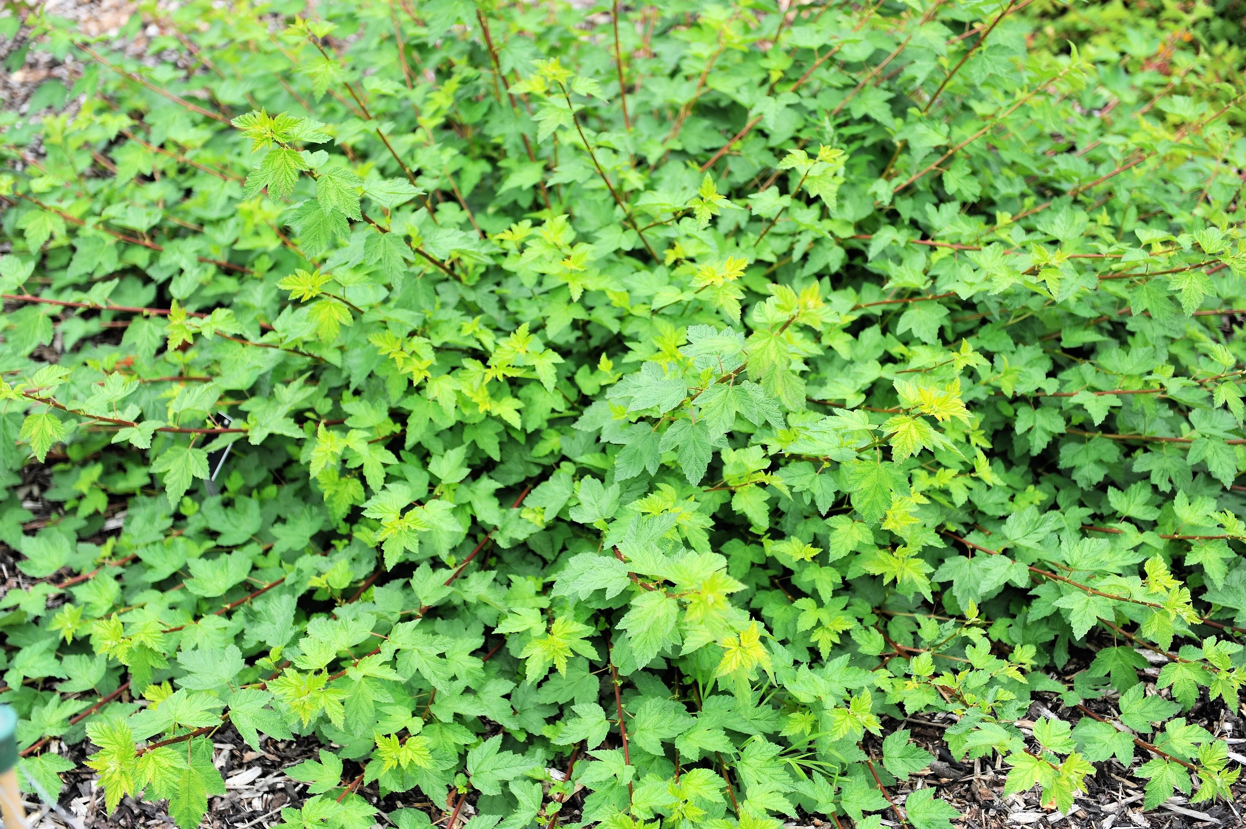 50 PACIFIC NINEBARK Physocarpus Capitatus Western Ninebark Native White Pink Red Flower Shrub Seeds - Image 8
