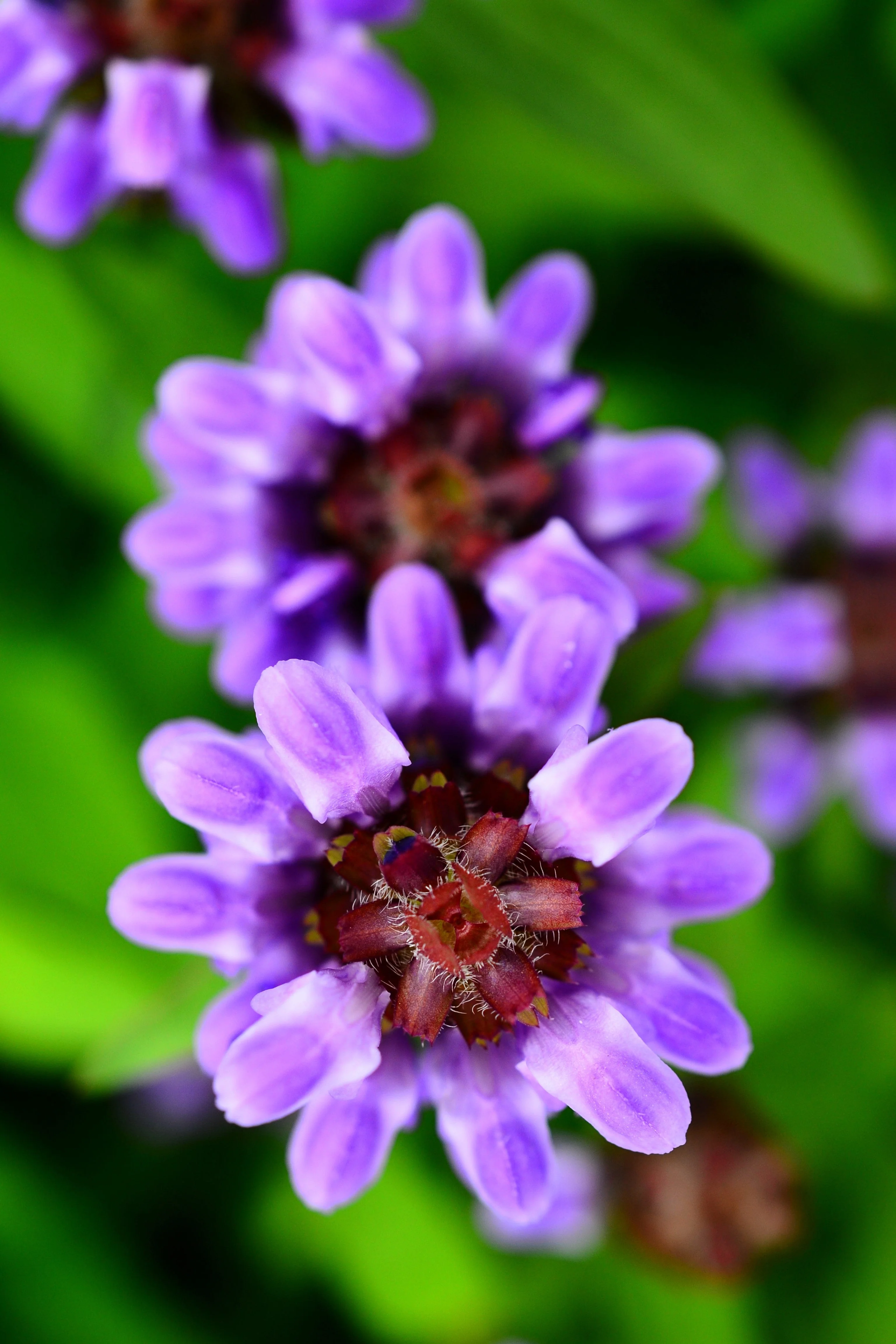 50 PAGODA MIX PRUNELLA Grandiflora Bigflower Selfheal Blue Pink etc Flower Seeds - Image 3