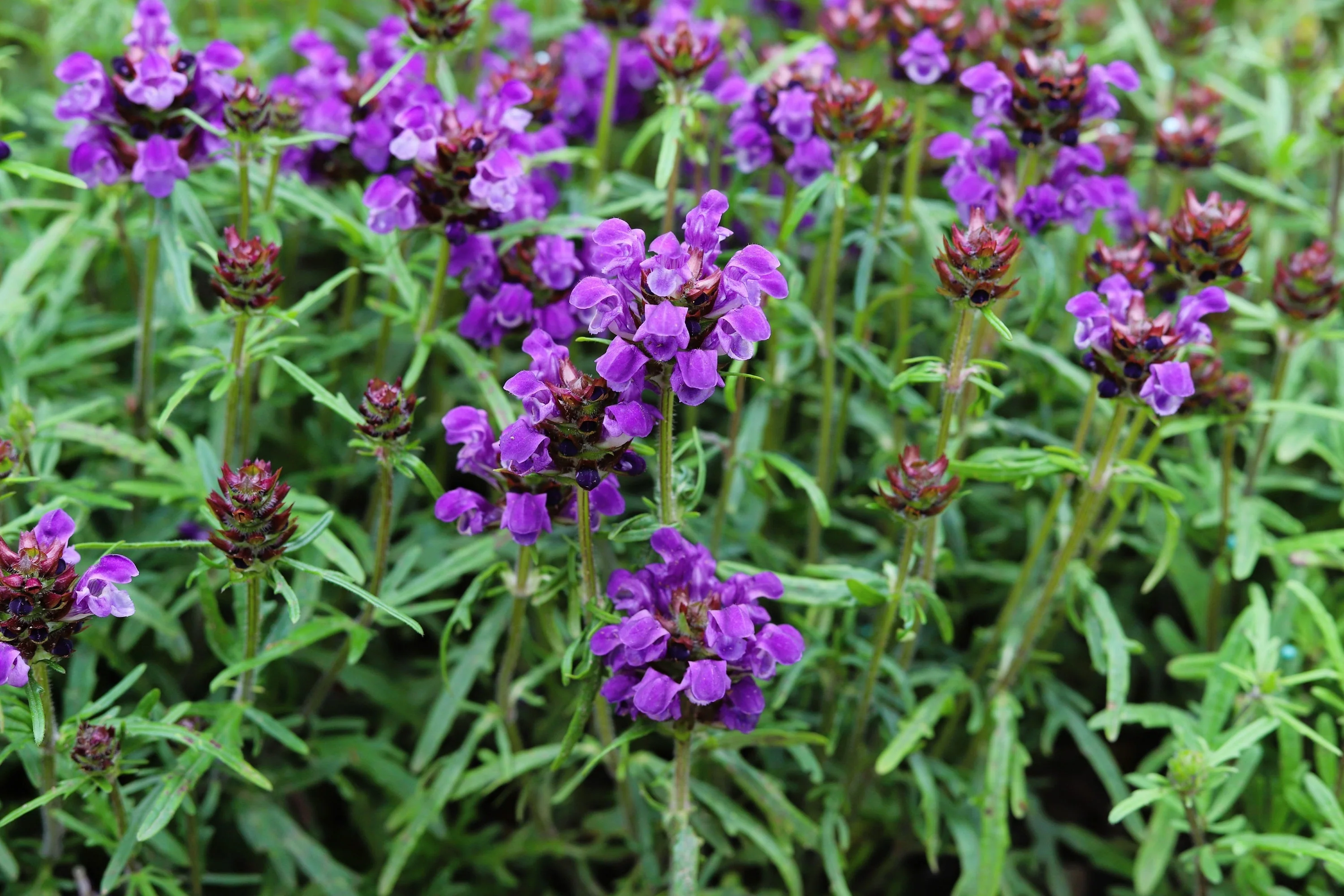 50 PAGODA MIX PRUNELLA Grandiflora Bigflower Selfheal Blue Pink etc Flower Seeds - Image 6
