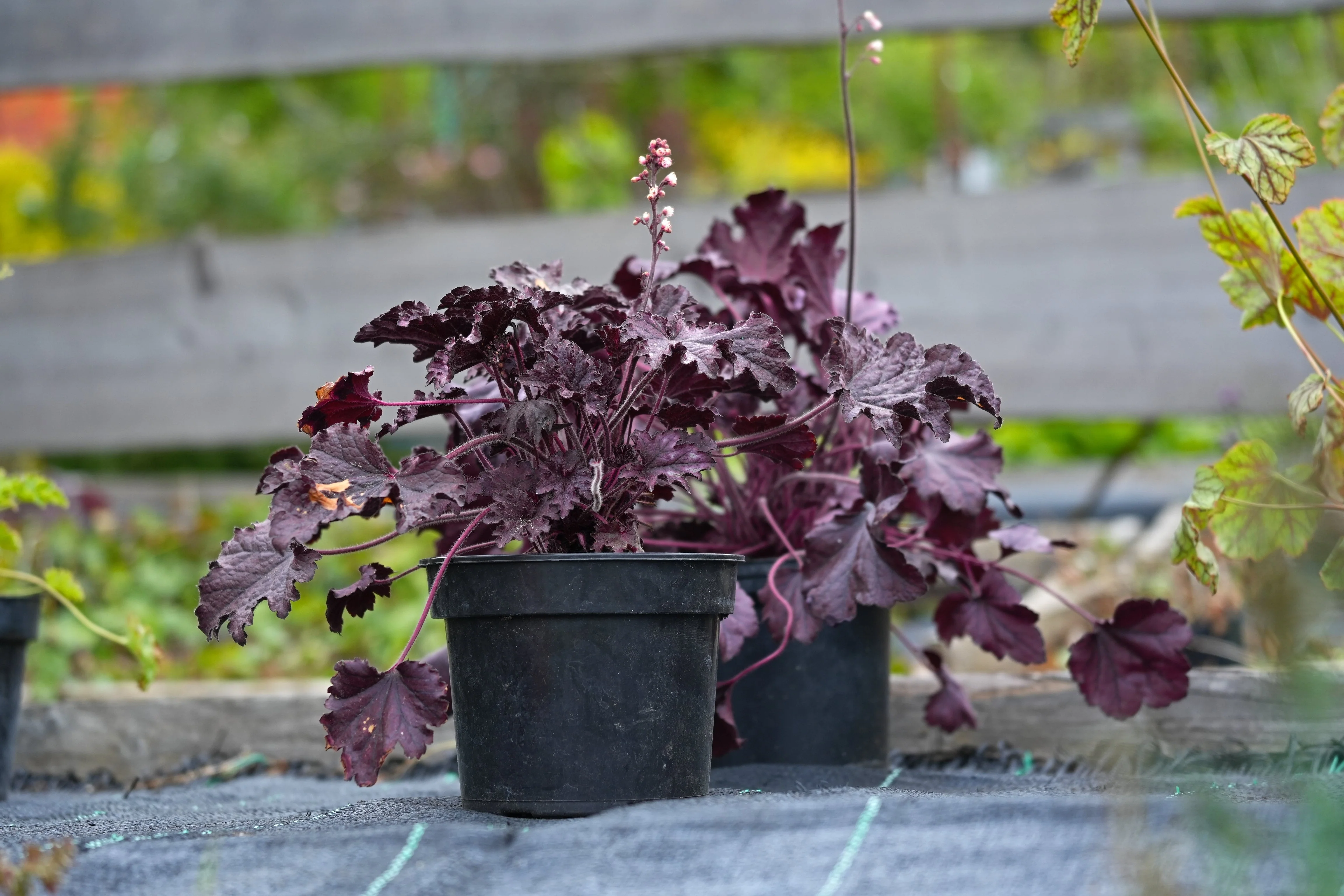 50 Palace Purple HEUCHERA / CORAL BELLS Micrantha Flower Seeds - Image 3