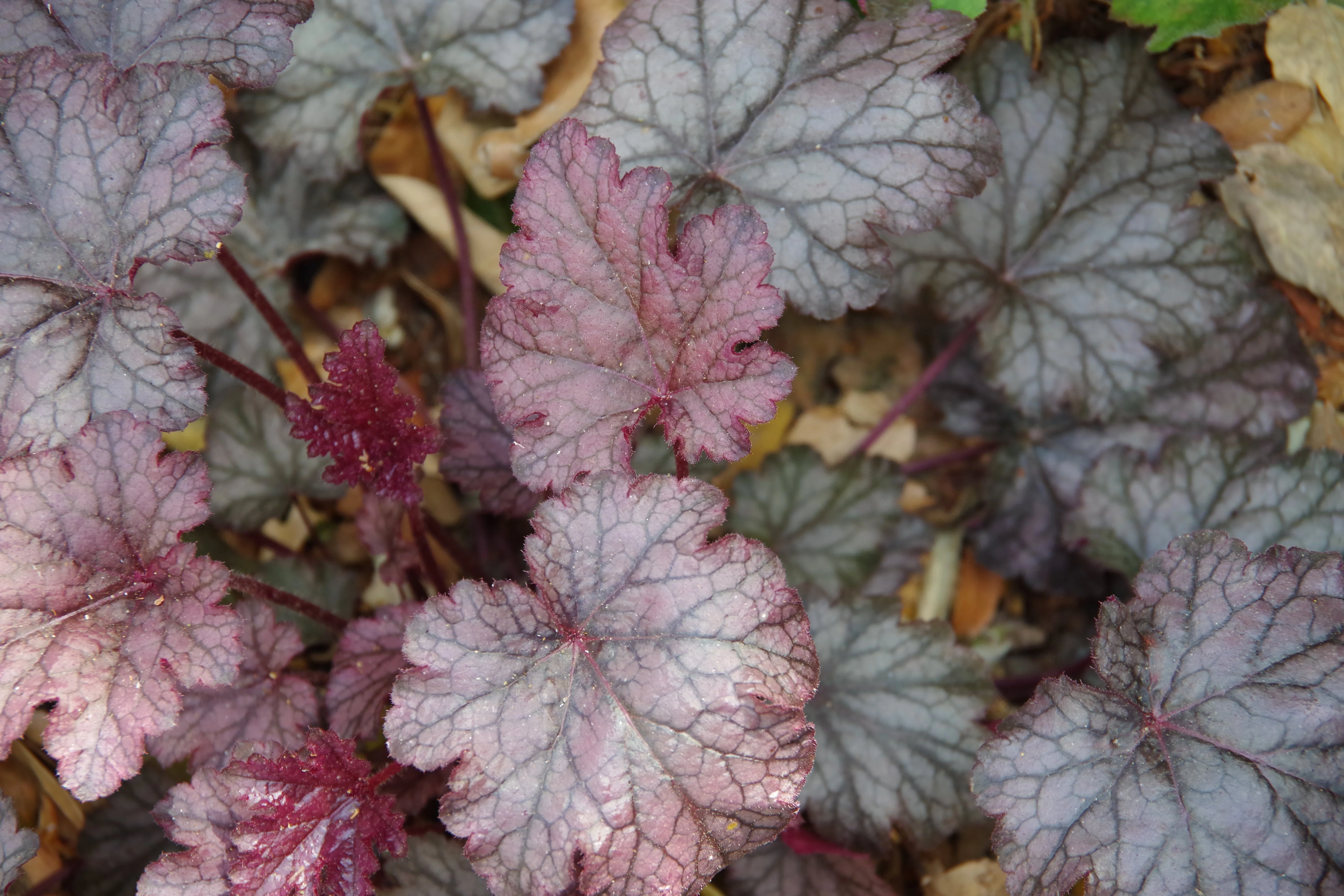 50 Palace Purple HEUCHERA / CORAL BELLS Micrantha Flower Seeds - Image 6