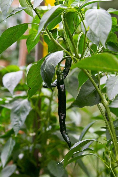 50 PASILLA BAJIO PEPPER Mexican Chile Negro Capsicum Annuum Vegetable Seeds - Image 5