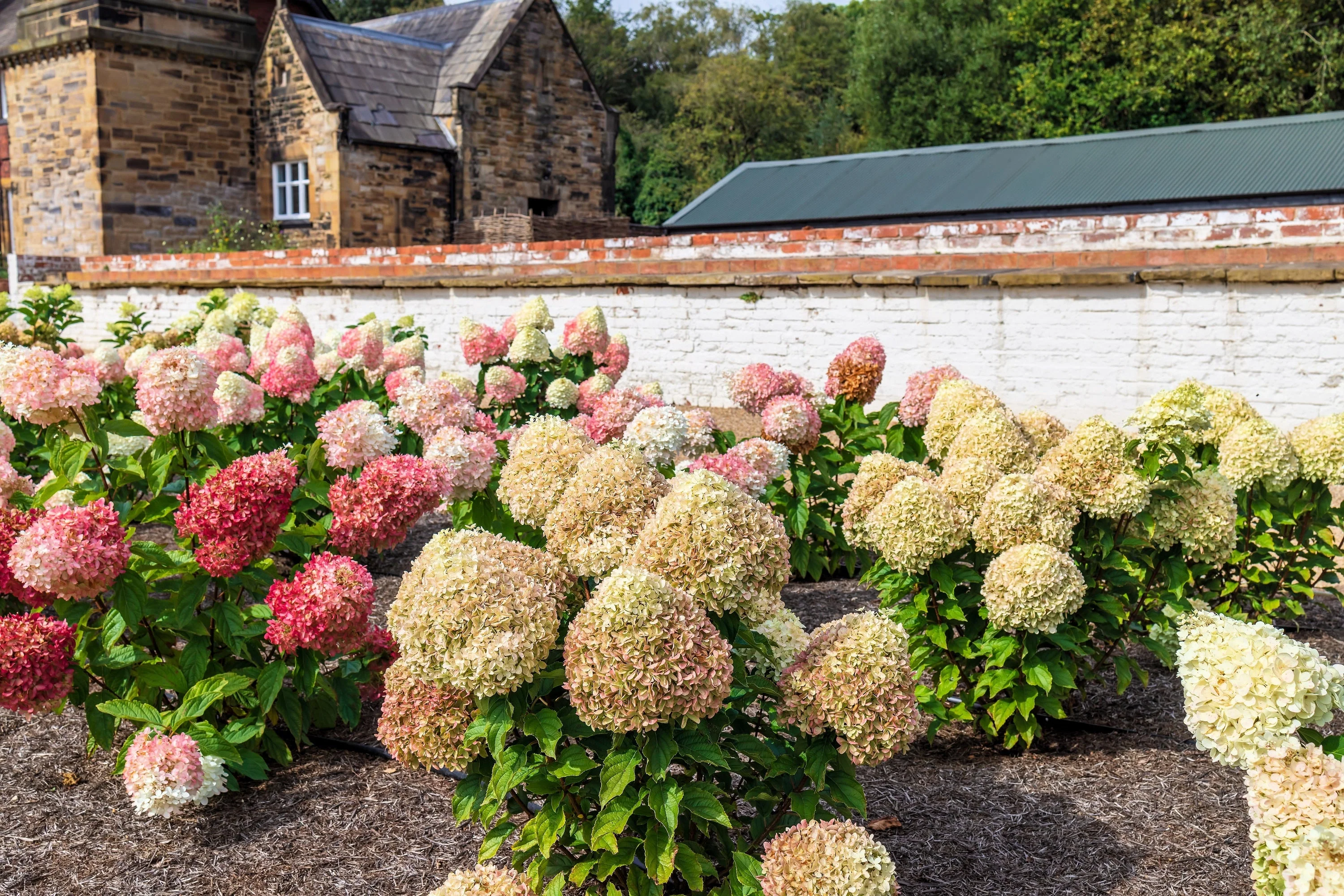 50 PEE GEE HYDRANGEA Paniculata Peegee Panicle White Pink Flower Shrub Seeds - Image 11