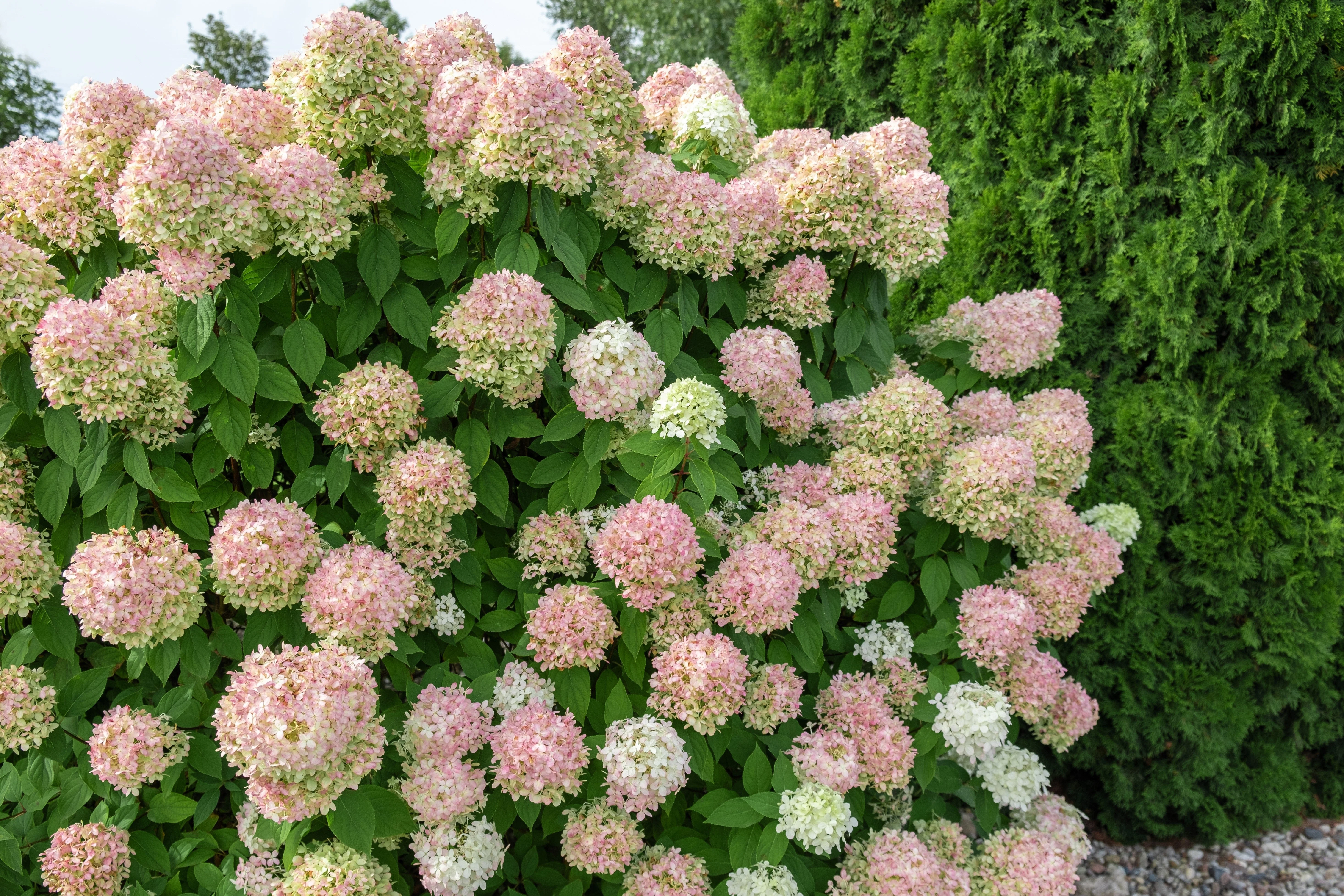 50 PEE GEE HYDRANGEA Paniculata Peegee Panicle White Pink Flower Shrub Seeds - Image 7