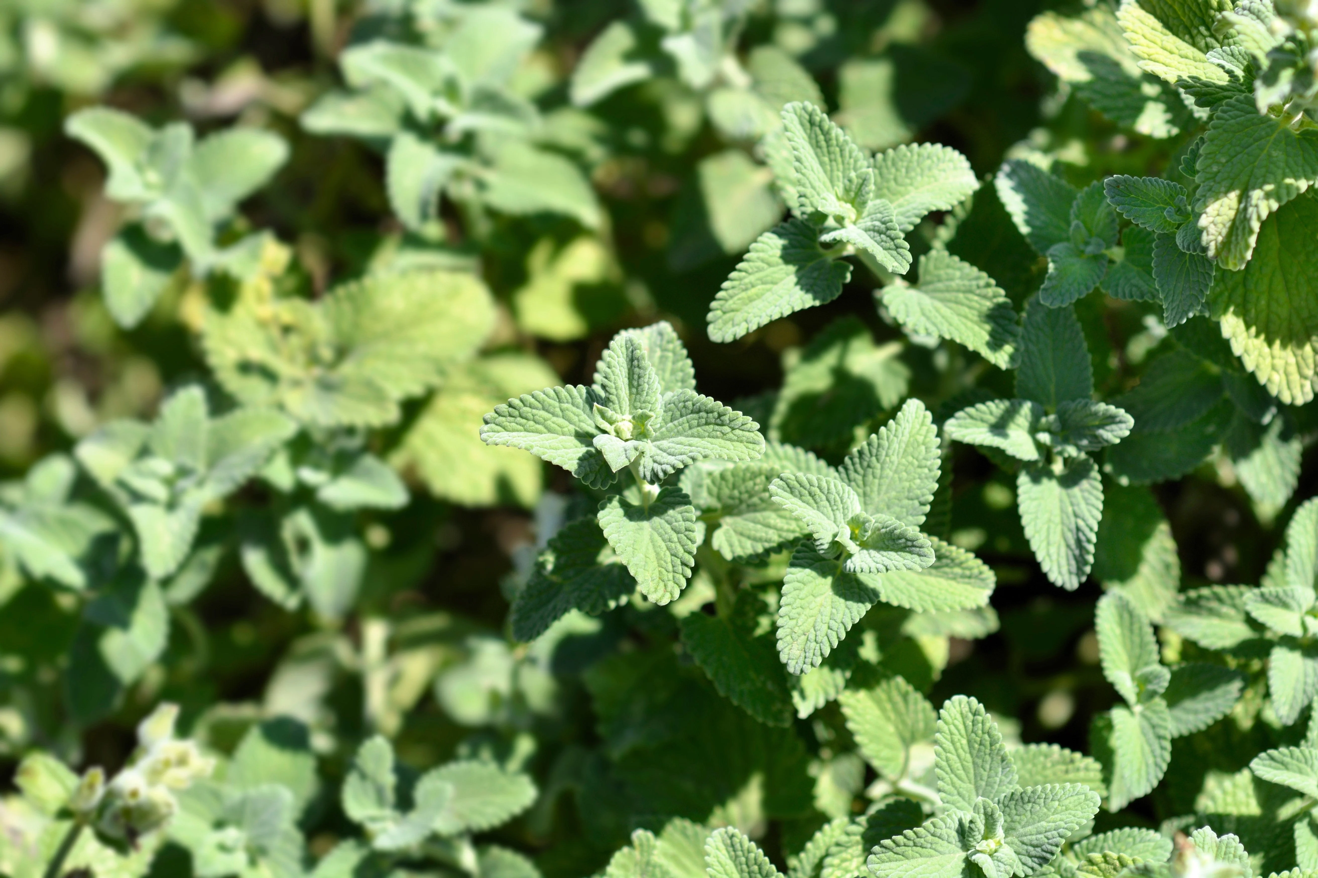50 PERSIAN CATMINT Mussins Nepeta Racemosa Flower Seeds - Image 4