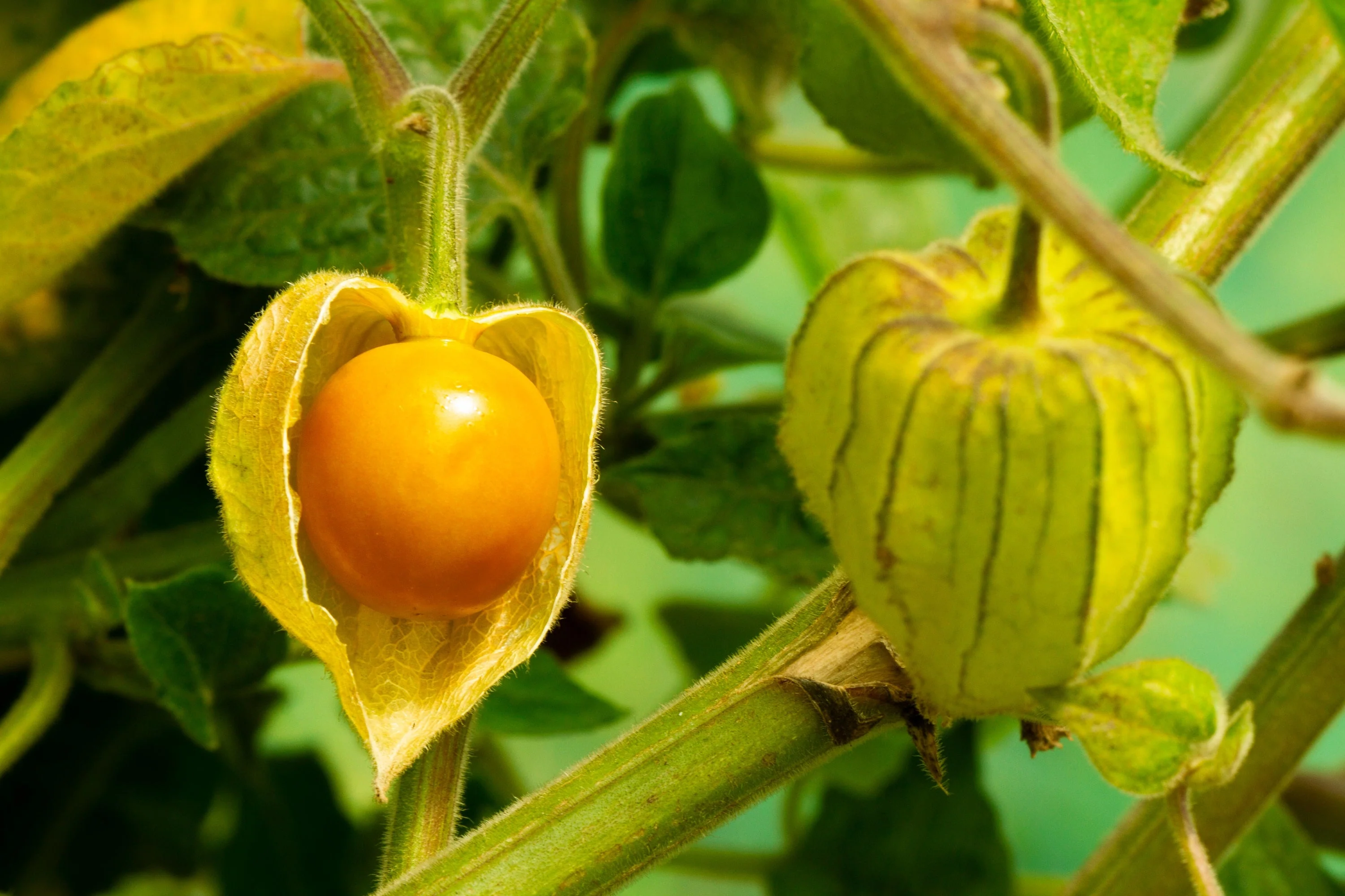 50 PERUVIAN GROUND CHERRY Physalis Peruviana Cape Gooseberry Fruit Veggie Seeds - Image 10