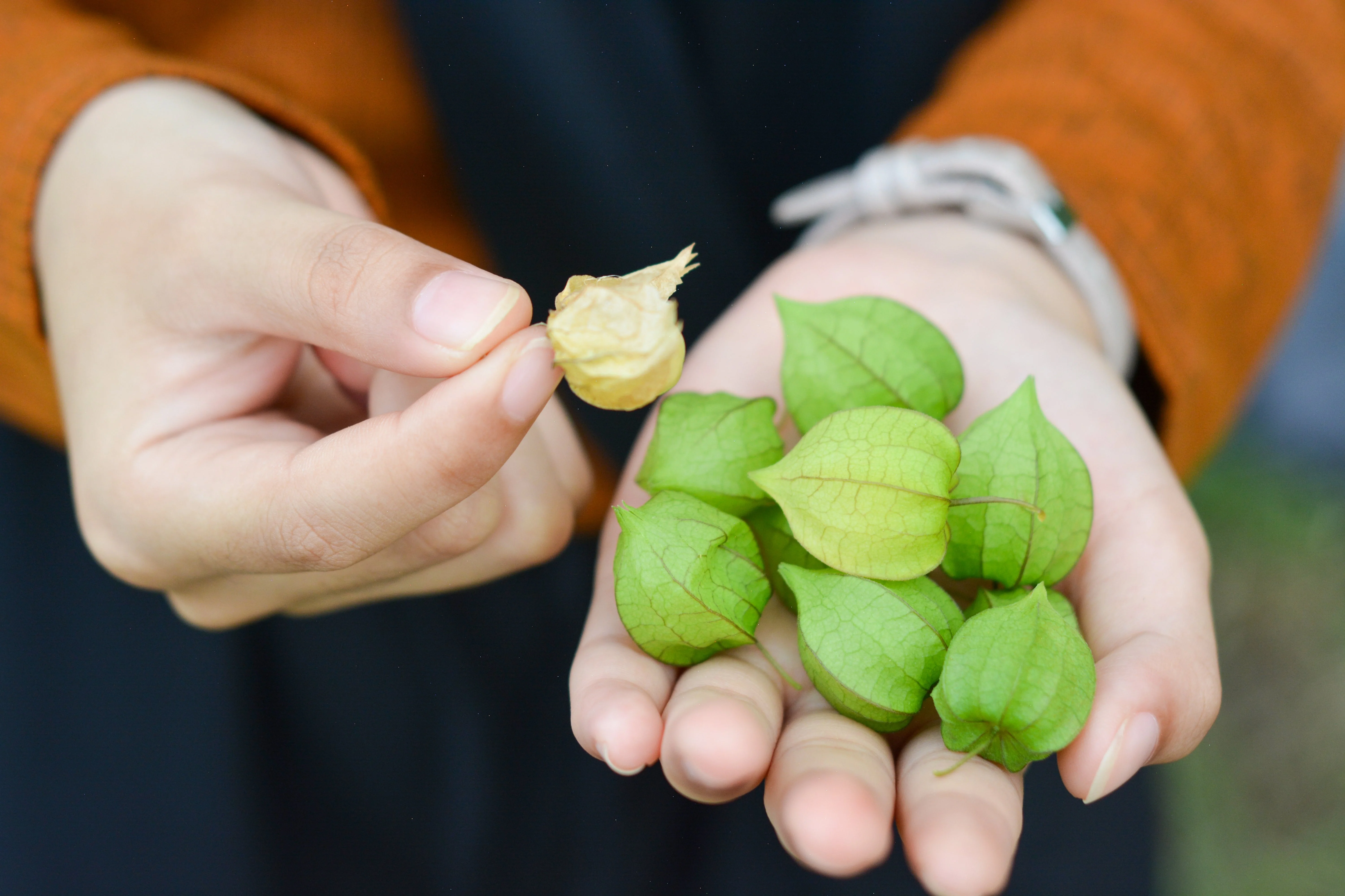 50 PERUVIAN GROUND CHERRY Physalis Peruviana Cape Gooseberry Fruit Veggie Seeds - Image 3