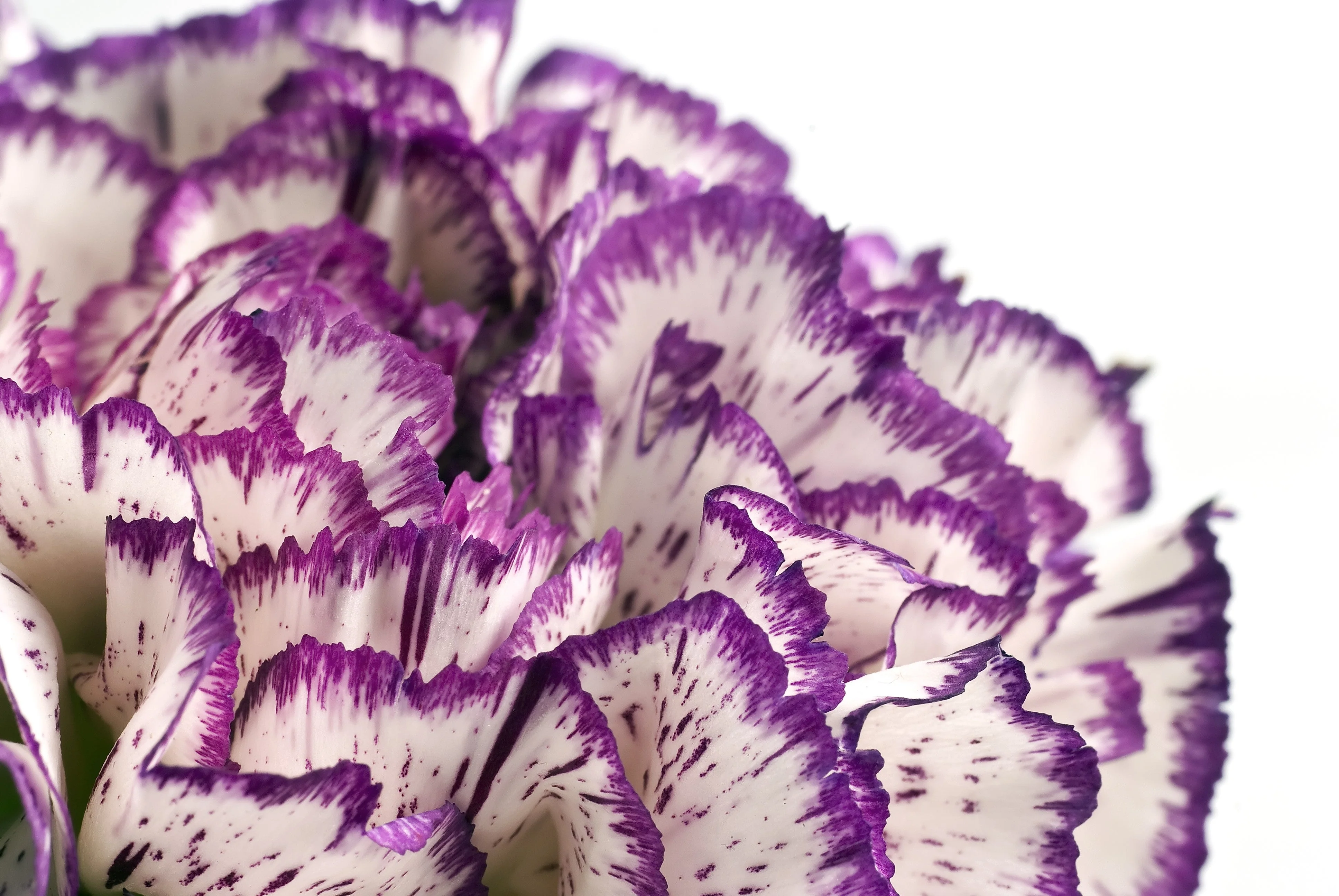 50 PICOTEE MIX CARNATION Dianthus Caryophyllus Double Bicolor Striped Flower Seeds - Image 15