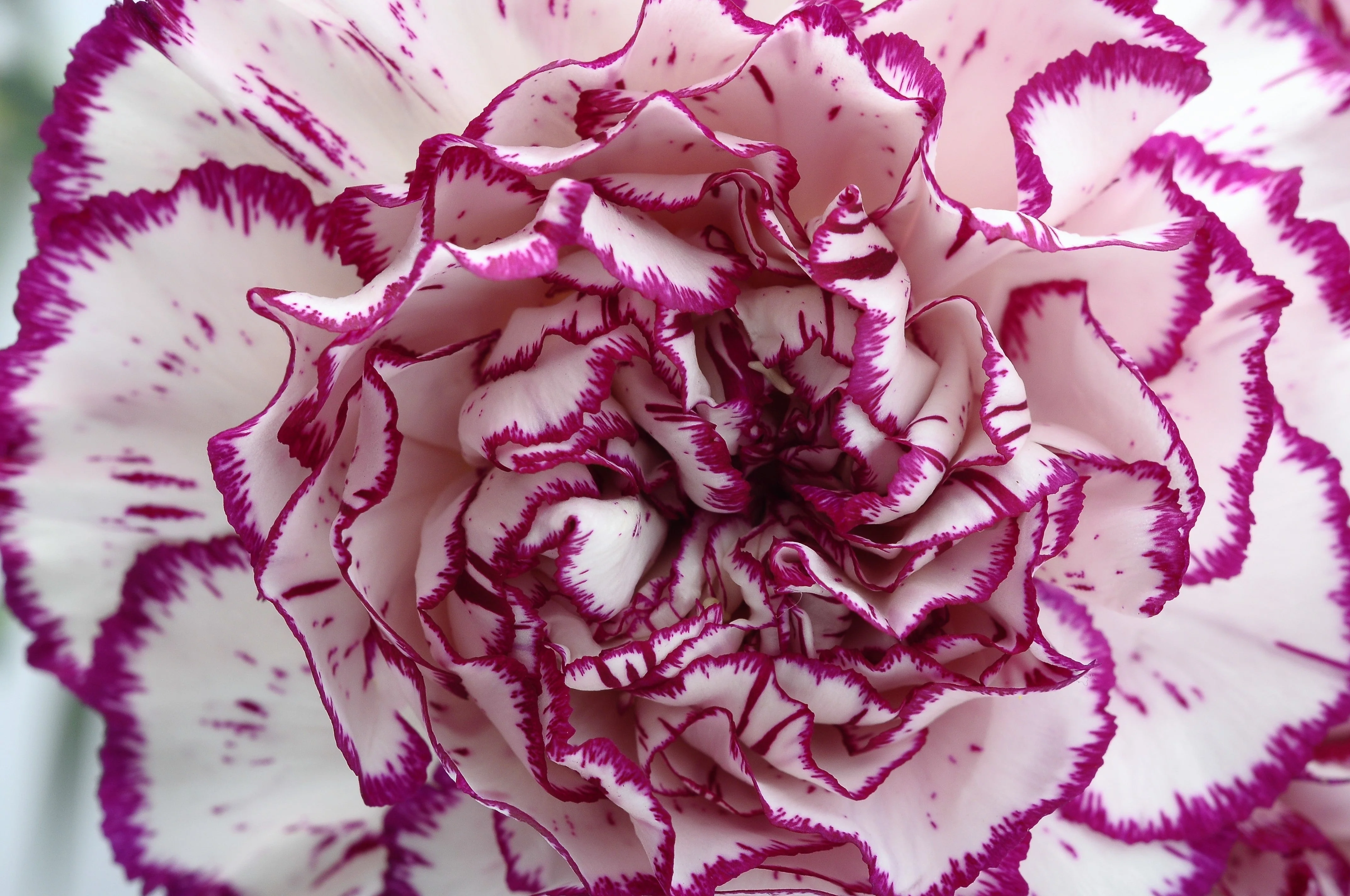 50 PICOTEE MIX CARNATION Dianthus Caryophyllus Double Bicolor Striped Flower Seeds - Image 2