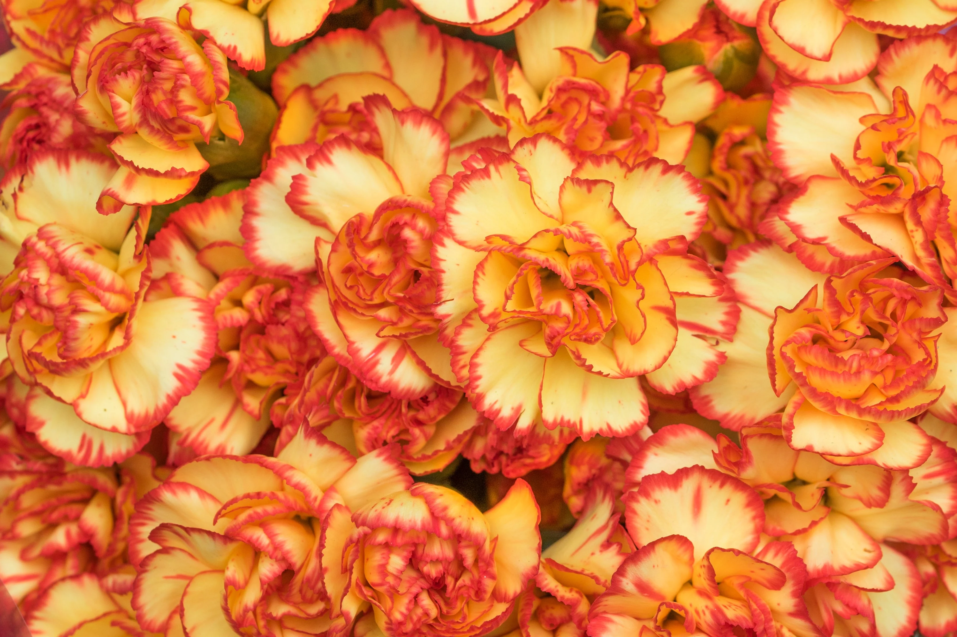 50 PICOTEE MIX CARNATION Dianthus Caryophyllus Double Bicolor Striped Flower Seeds - Image 6