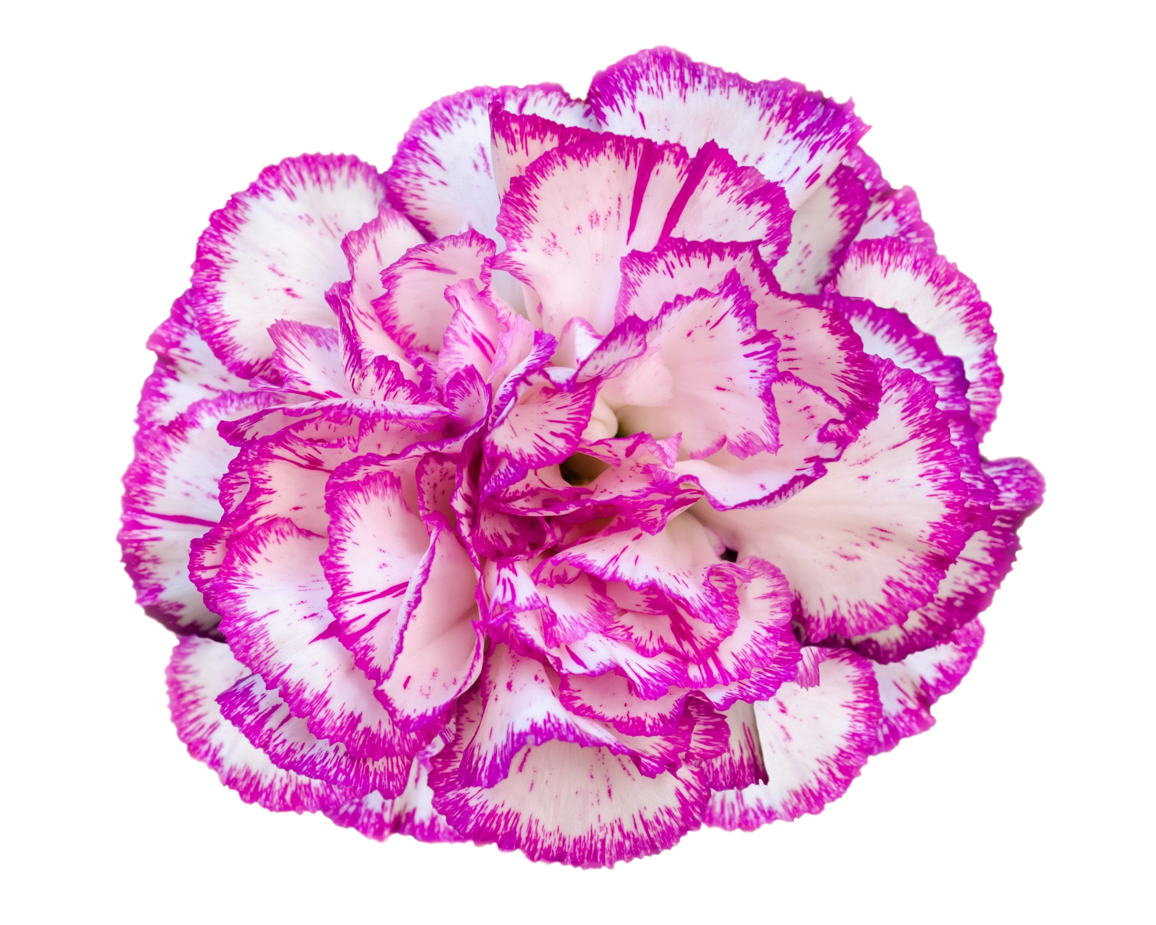50 PICOTEE MIX CARNATION Dianthus Caryophyllus Double Bicolor Striped Flower Seeds - Image 8