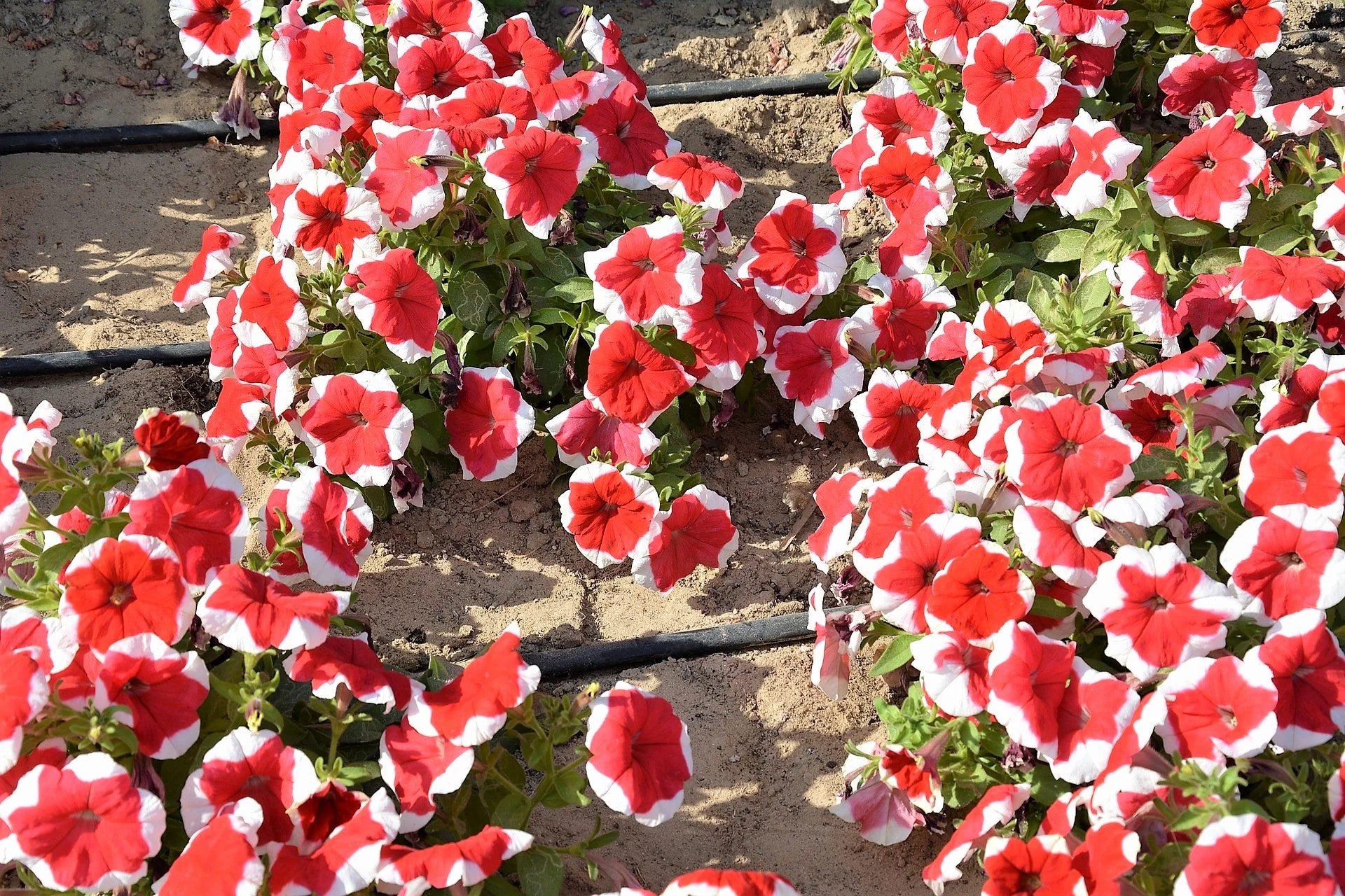 50 PICOTEE MIX PETUNIA Multiflora Mixed Colors Bicolor White Blue Purple Pink Red Flower Seeds - Image 3