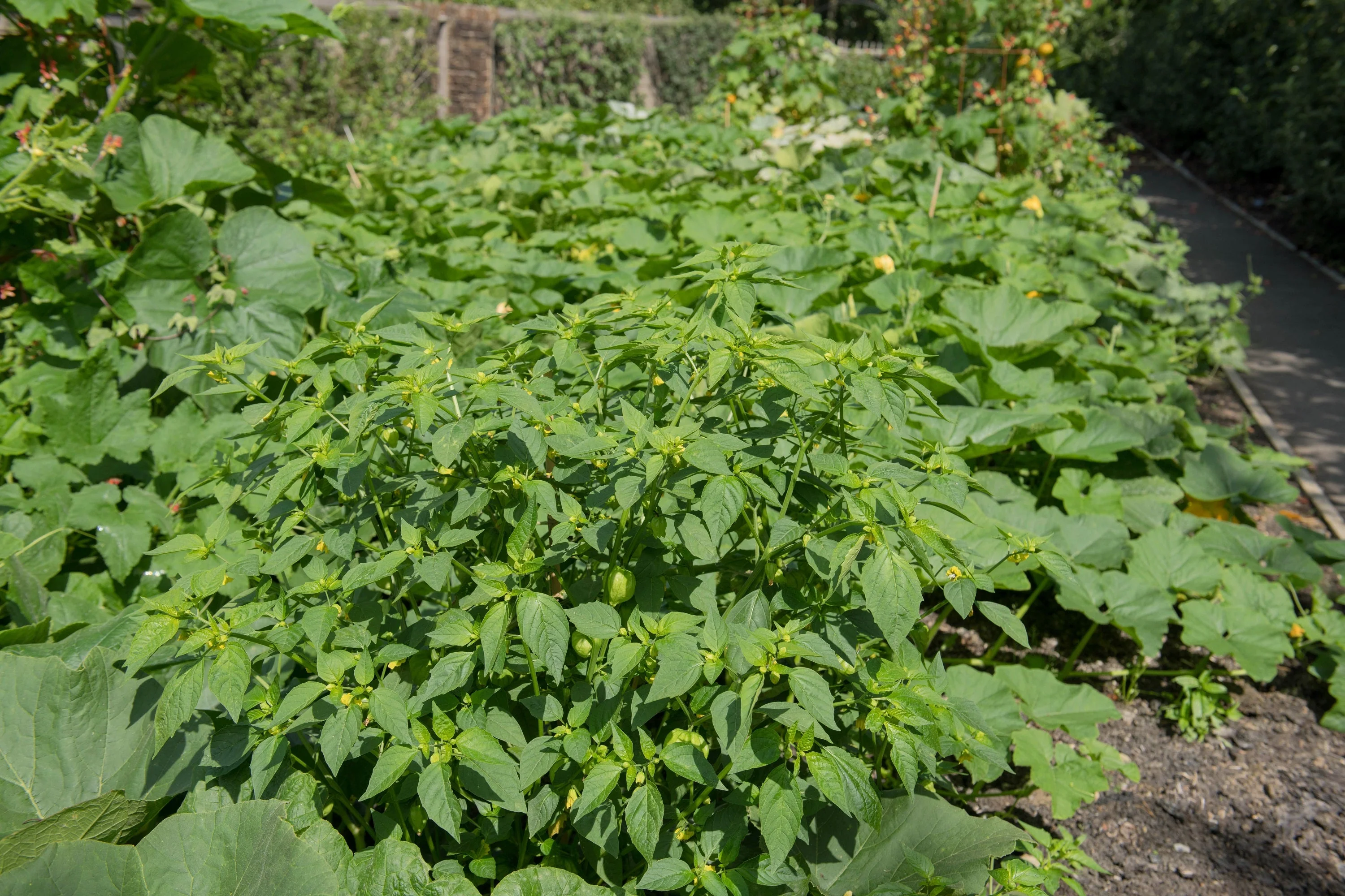 50 PINEAPPLE TOMATILLO Yellow Ground Cherry Physalis Ixocarpa Fruit Vine Seeds - Image 9