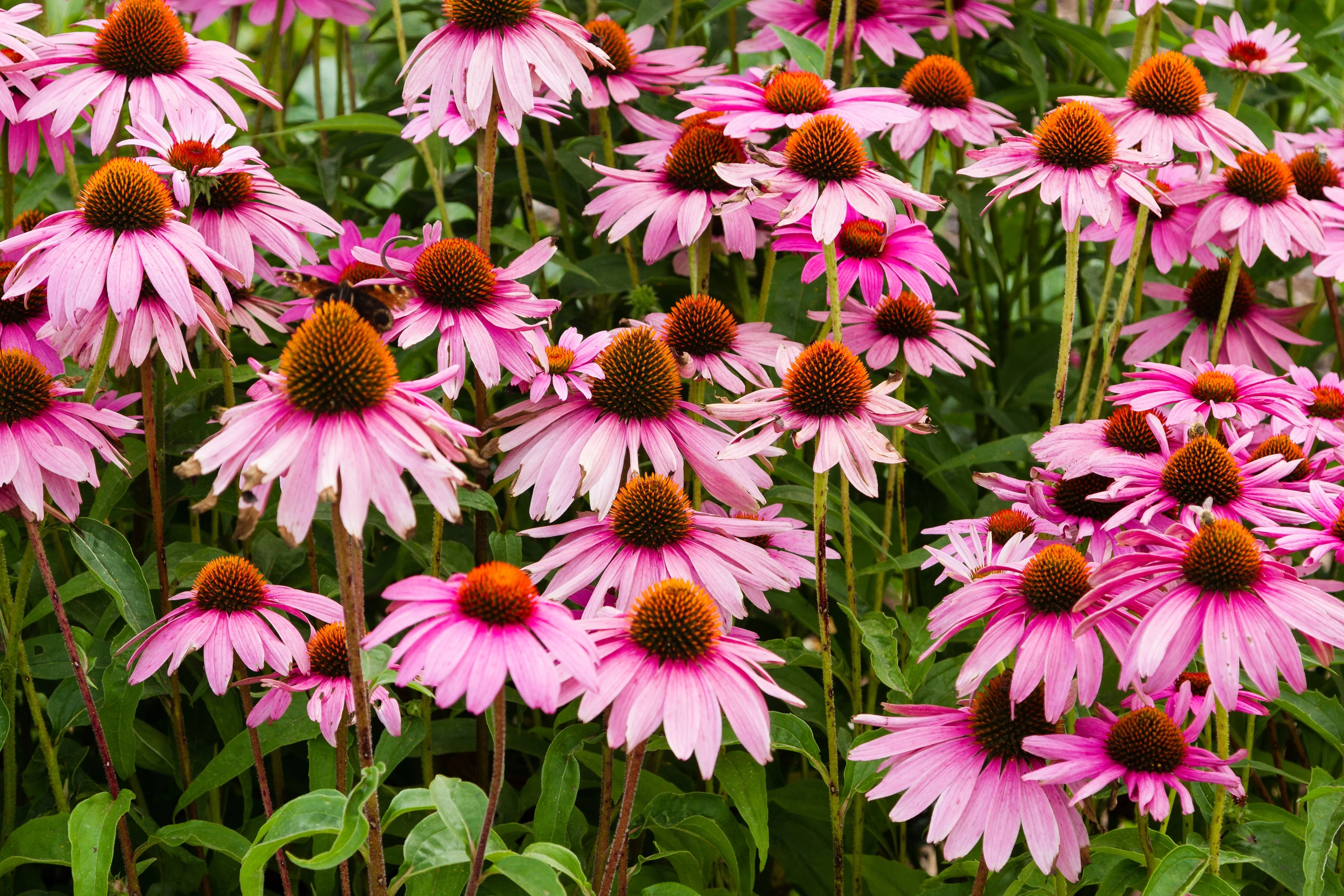 50 PINK BABY CONEFLOWER Echinacea Pallida Flower Seeds - Image 3